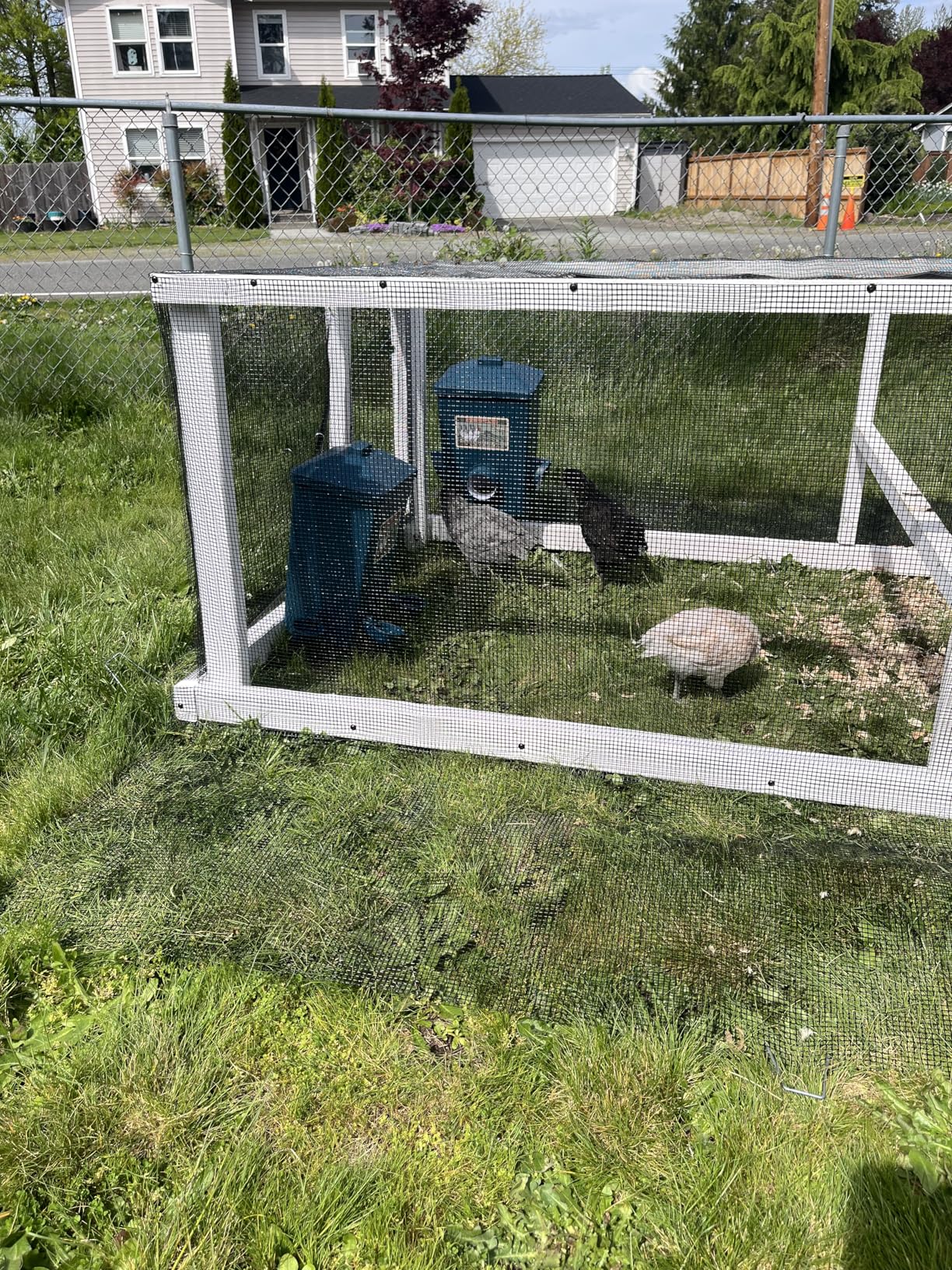 Automatic Port Chicken Feeder and Cup Waterer Set - Chicken Coop Accessories, No Waste Poultry Feeder, 3 Gallon/16 Pounds customer photo 2