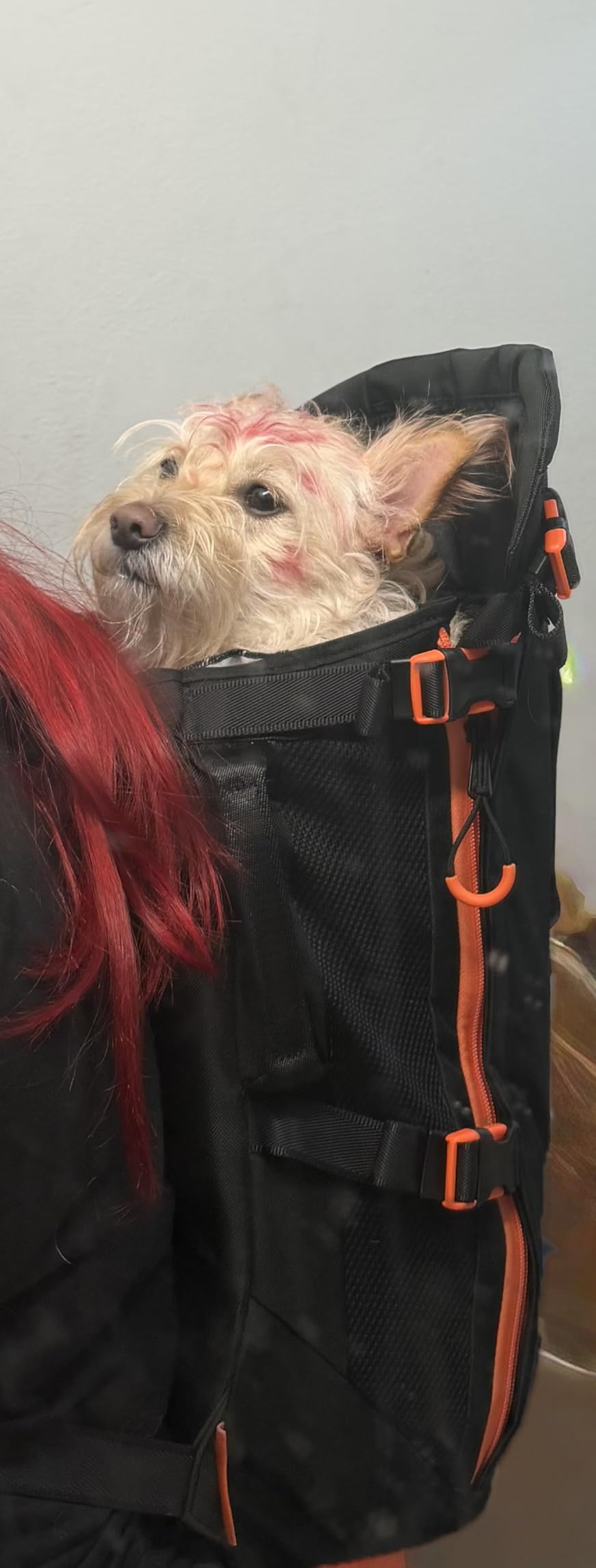 Maxine One Dog Backpack Carrier for Medium Dogs by Little Chonk | Adjustable & Ergonomic Front Facing Dog Carrier Backpack | Built to be Safer | Pet Backpack Carrier Featured in Wired Magazine - Black customer photo 1