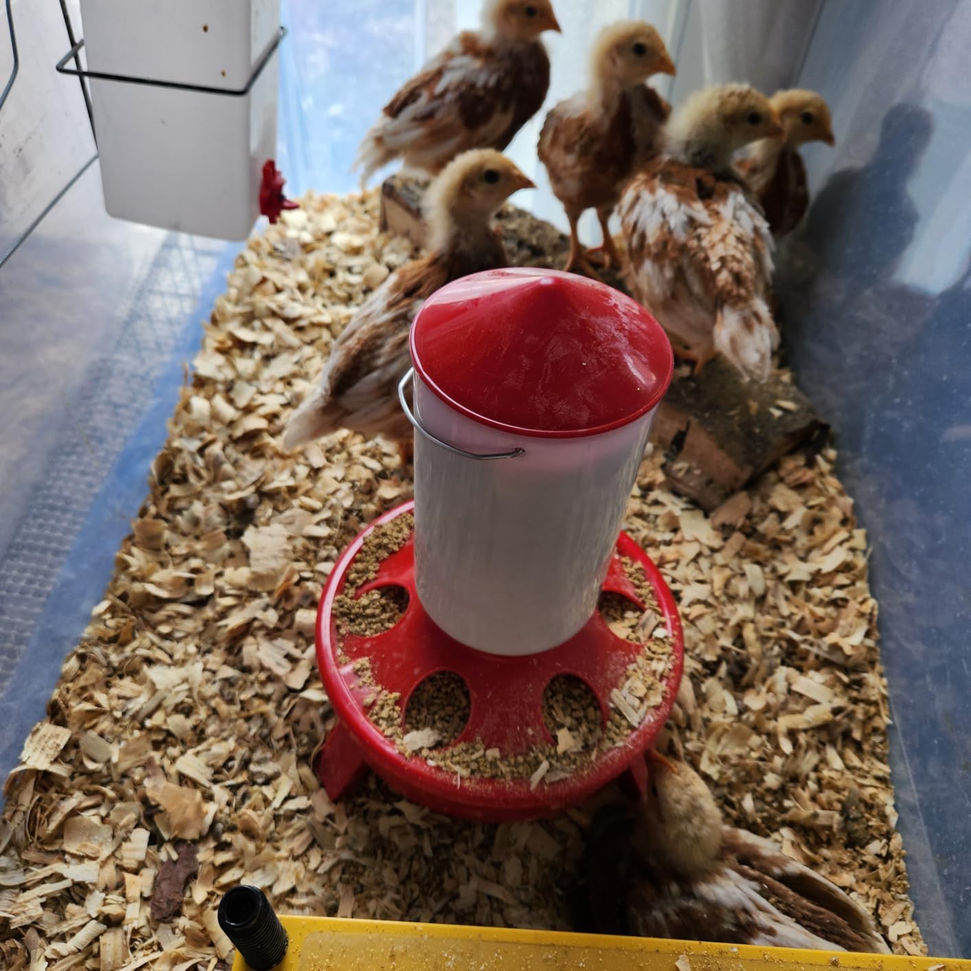 2-in-1 Chick Starter Set: 0.4 Gal Top Filling Feeder and 0.4 Gal Waterer with Adjustable Legs for Baby Chicks, Includes Scoop, Hanging Hooks, Anti-Drown Design (Red) customer photo 1