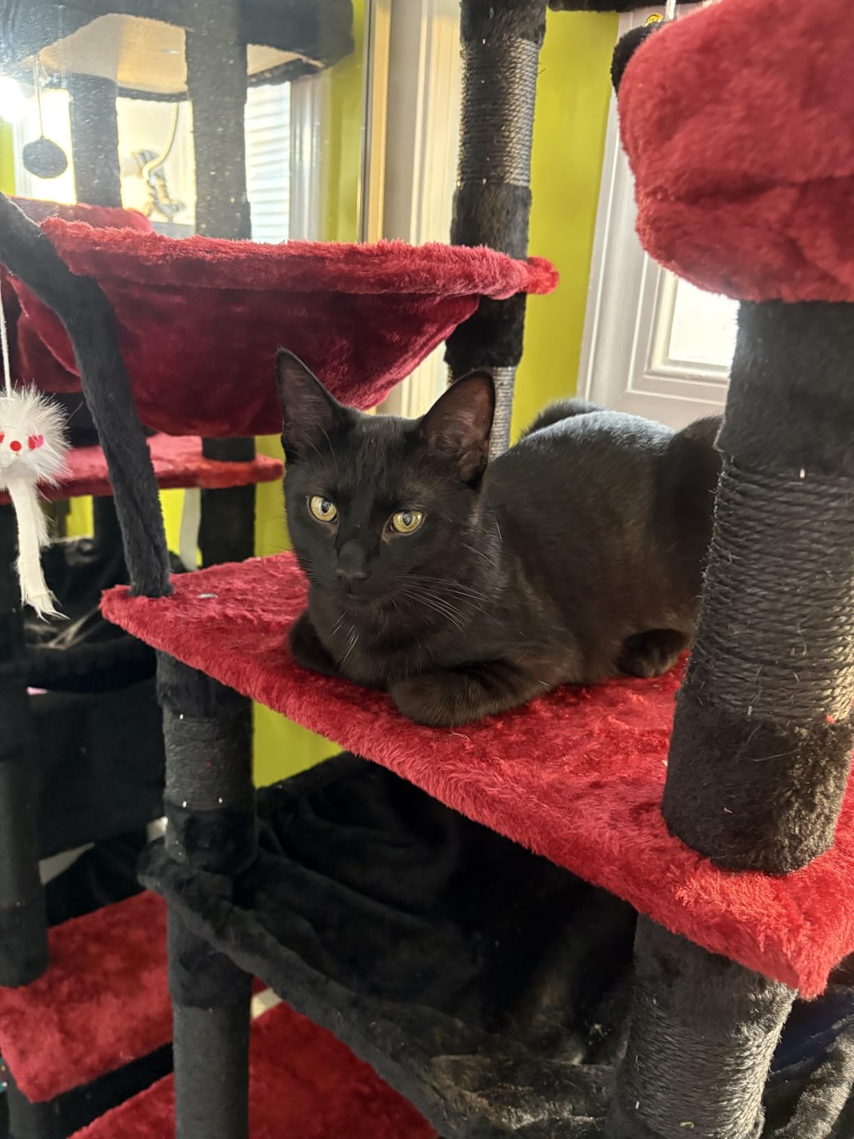 Gitelsnour Cat Tree, Cat Tower for Large Cats with 2 Big Platforms, 2 Baskets, condo and Toys, 63