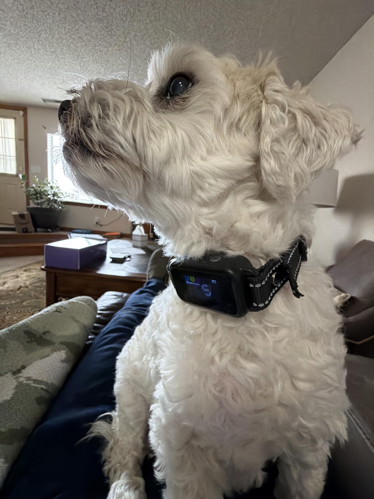 DINJOO Smart Bark Collar - Rechargeable Anti Barking Training Collar with 8 Adjustable Sensitivity, Beep & Shock (Dark Black) for Large, Medium & Small Dogs customer photo 2