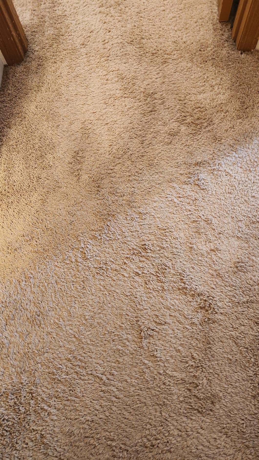 Shark CarpetXpert Upright Carpet, Area Rug & Upholstery Cleaner with Handheld Spot & Stain Eliminator, EX151 customer photo 1