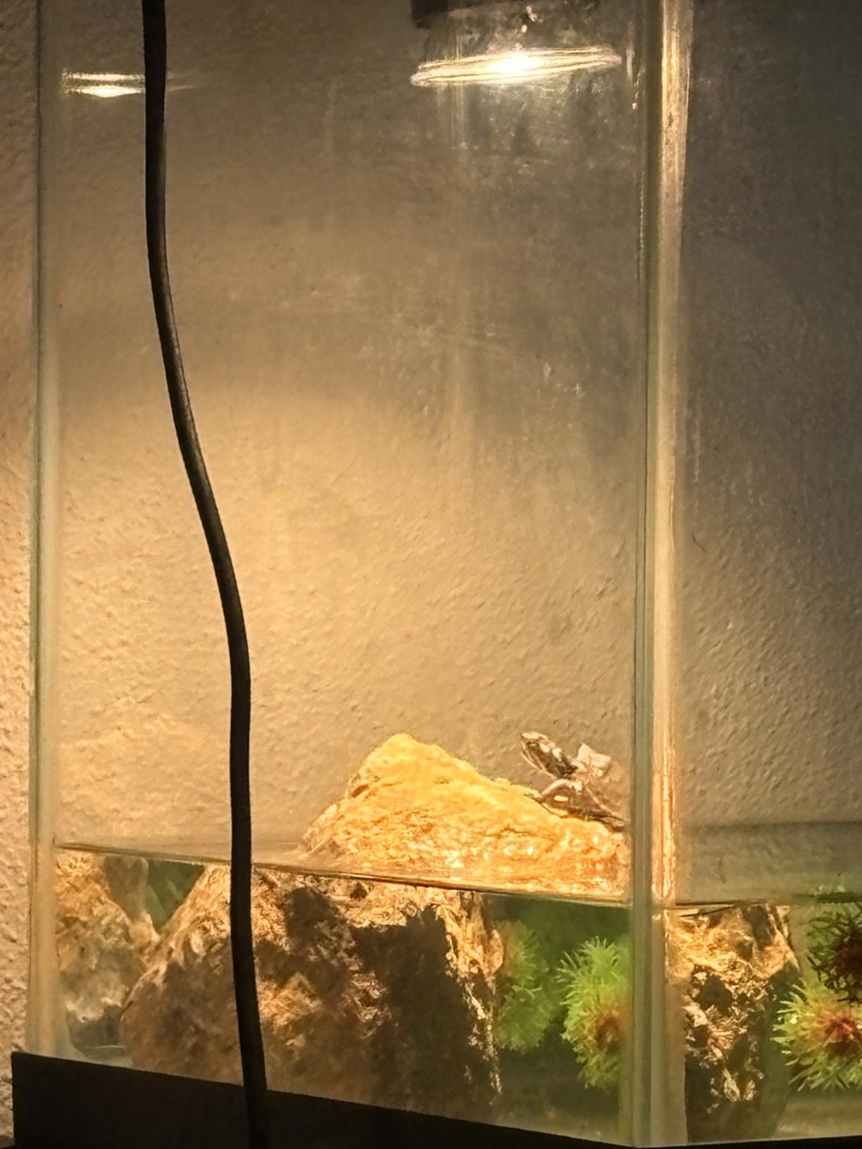 DaToo Reptile Heat Lamp Rotatable Turtle Heating Light with 50W UVA UVB Heat Bulb Simulated Sunlight Basking Spot Lamp with Clamp for Reptiles Lizard Amphibian Bearded Dragon Snake customer photo 1