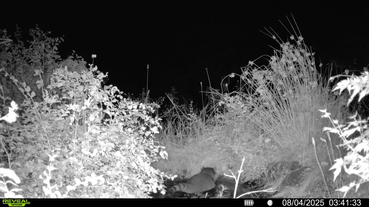 TACTACAM Reveal Pro 3.0 Cellular Trail Camera: Auto Connect 4G LTE, 4K HD Photos, No-Glow IR Flash, Extended Battery, Built-in GPS, On Demand Video - Best Hunting, Game, Scouting, Property Camera customer photo 1