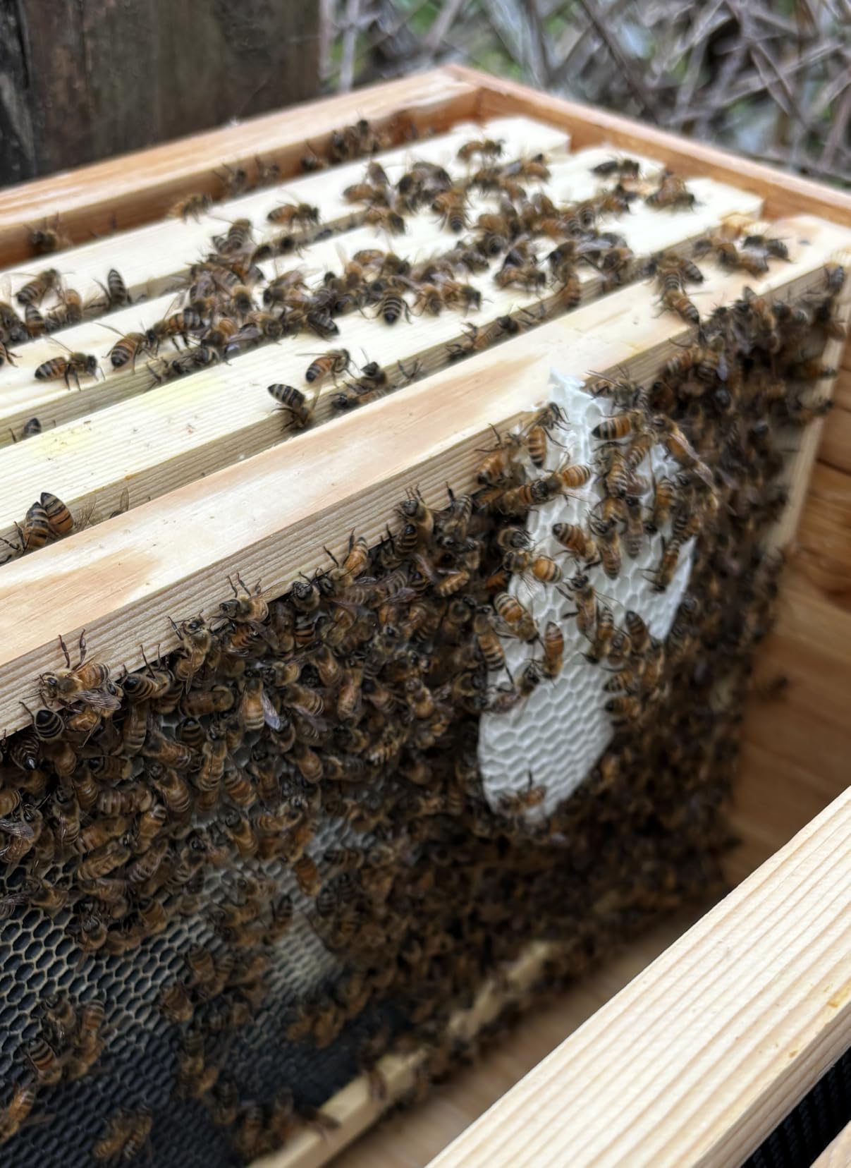 MayBee 10-Frame Beehive Starter Kit, Bee Hive Kit Dipped in 100% Beeswax, Bee Hives Boxes Starter Kit Includes Beekeeping Supplies Tool Kit and Bee Suit customer photo 1