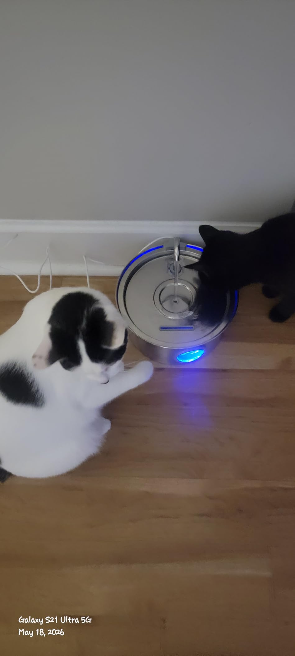 Cat Water Fountain Stainless Steel: 74oz/2.2L Cat Fountain for Drinking - Pet Water Fountain for Cats Inside - Quiet Cats Water Bowl Dispenser - Kitty Drinking Fountains - for Pets& Small Animals customer photo 2