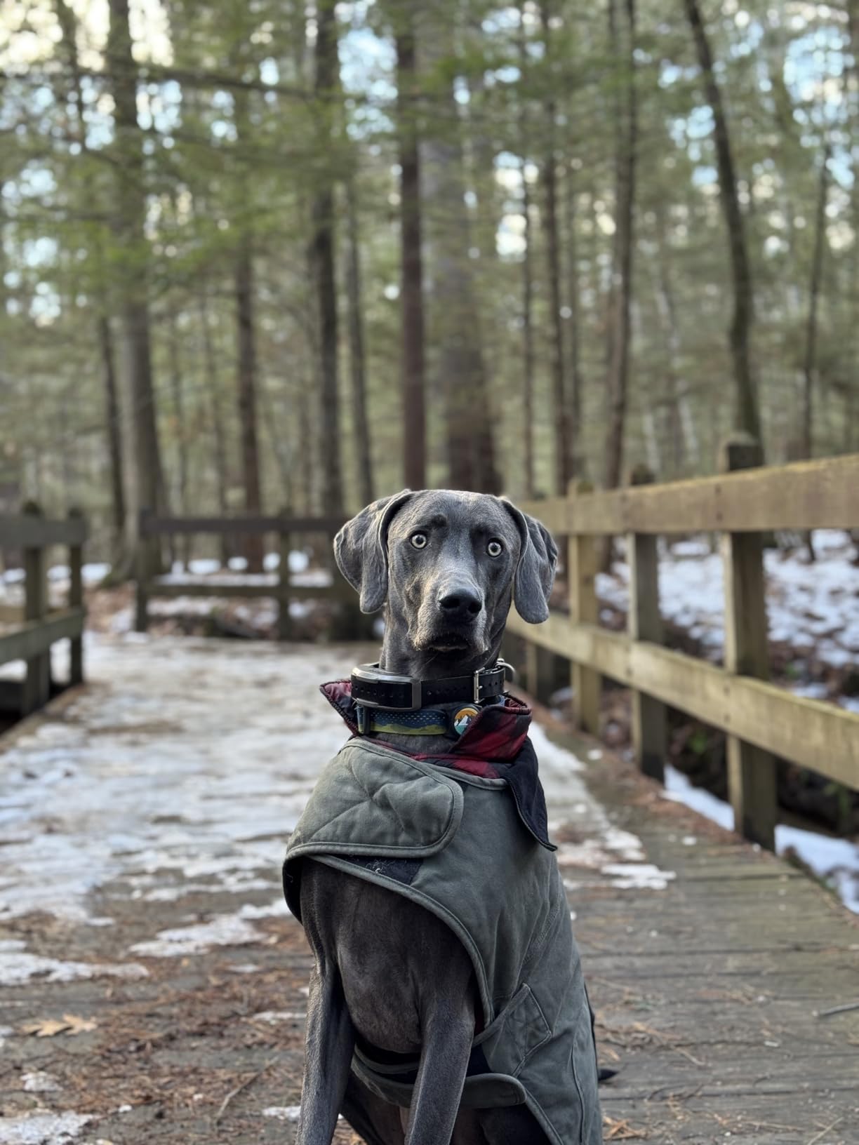 Dogtra 1900X E-Collar for Dog Training - 3/4 Mile Range, for Dogs 35 lbs+, IPX9K Waterproof, 100 Stimulation Levels, Vibration, Tone, Rechargeable - Ideal for Dog Owners and Professional Trainers customer photo 2