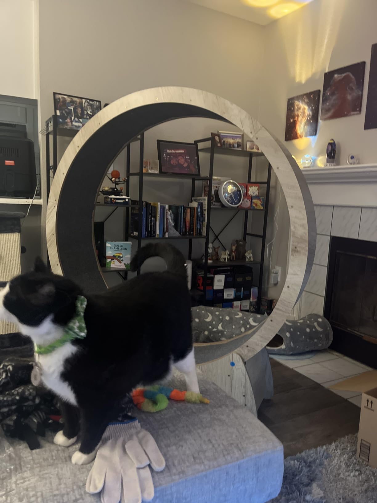 Cat Exercise Wheel, 35.9