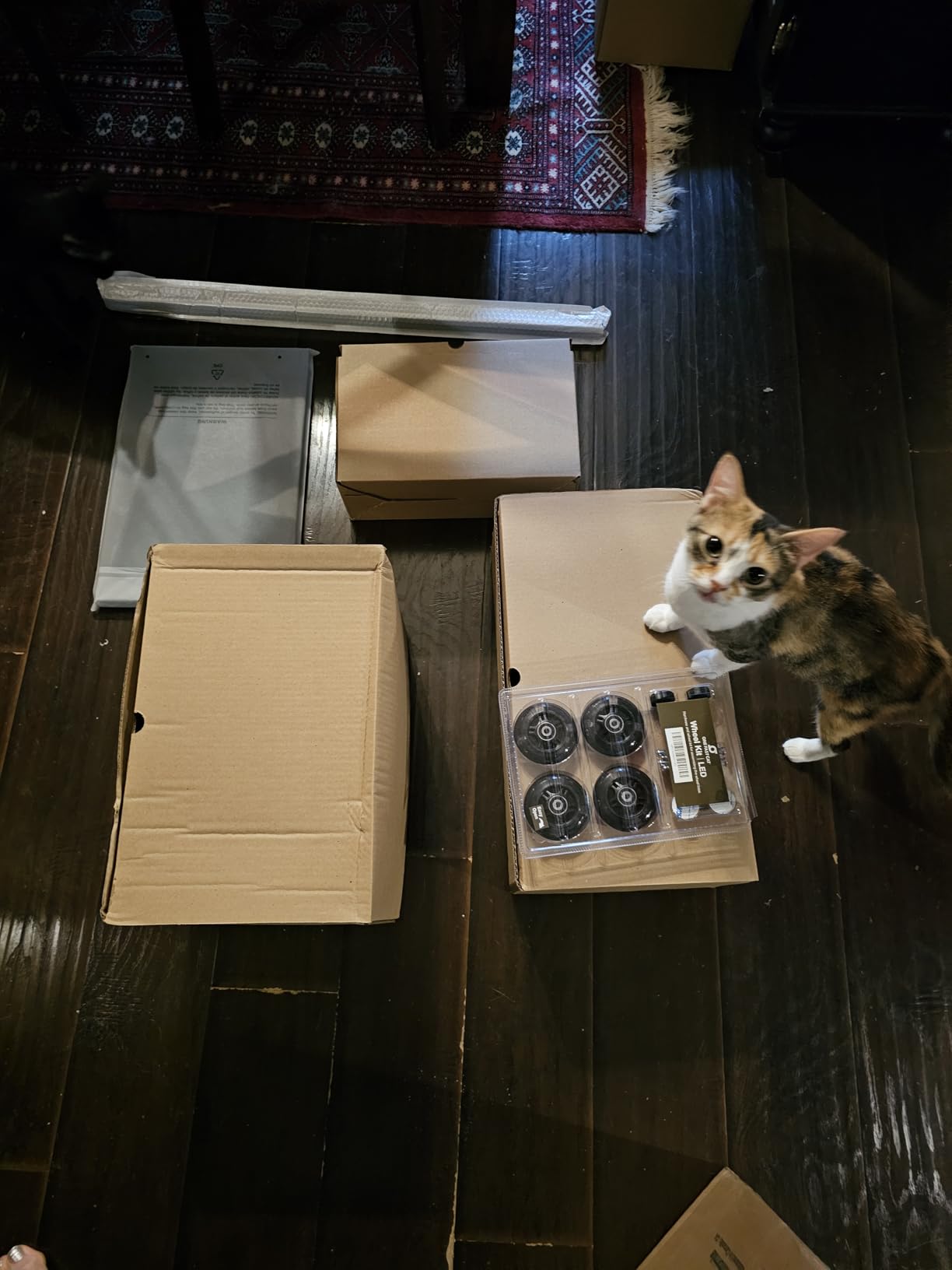 One Fast Cat - Cat Exercise Wheel - Gen. 7 - Safe 48