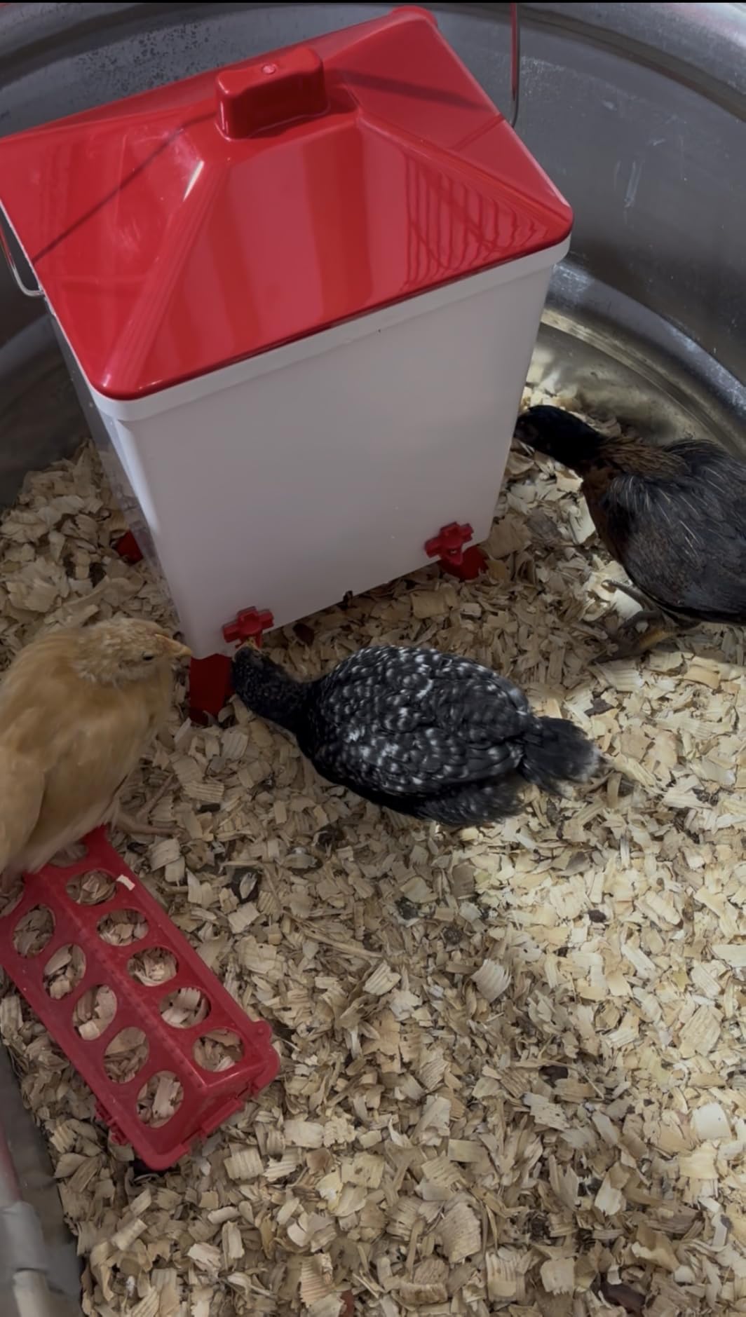 ZenxyHoC 3.6 Gal Chicken Waterer with Anti-Roost Cone, 3 Height Adjustable Locking Legs and 4 Horizontal Nipples for Backyard Flock customer photo 1