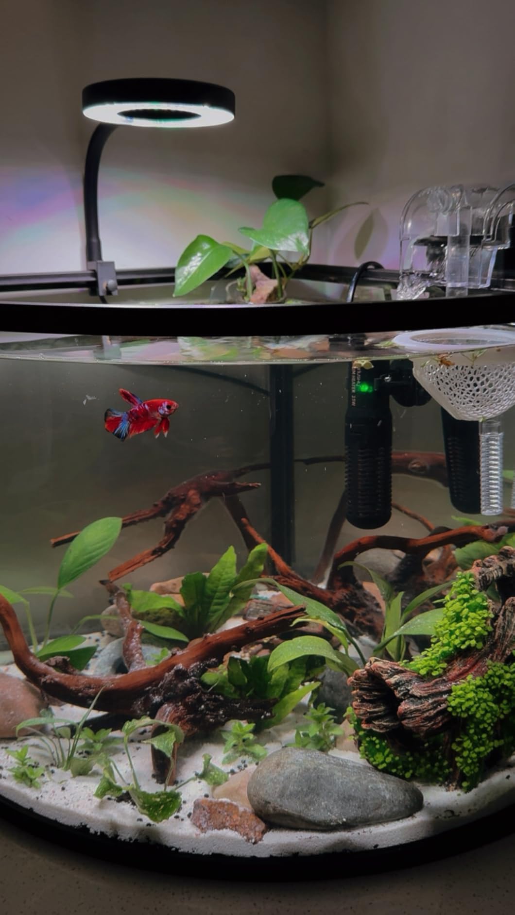 Pawfly 50 W Saltwater Aquarium Light for SPS & LPS Corals, Clip-On Dimmable LED Reef Light with Adjustable Brightness, Day/Night Modes, Timer, Blue RGB Violet UV Lighting for 1-40 Gallon Fish Tank customer photo 1