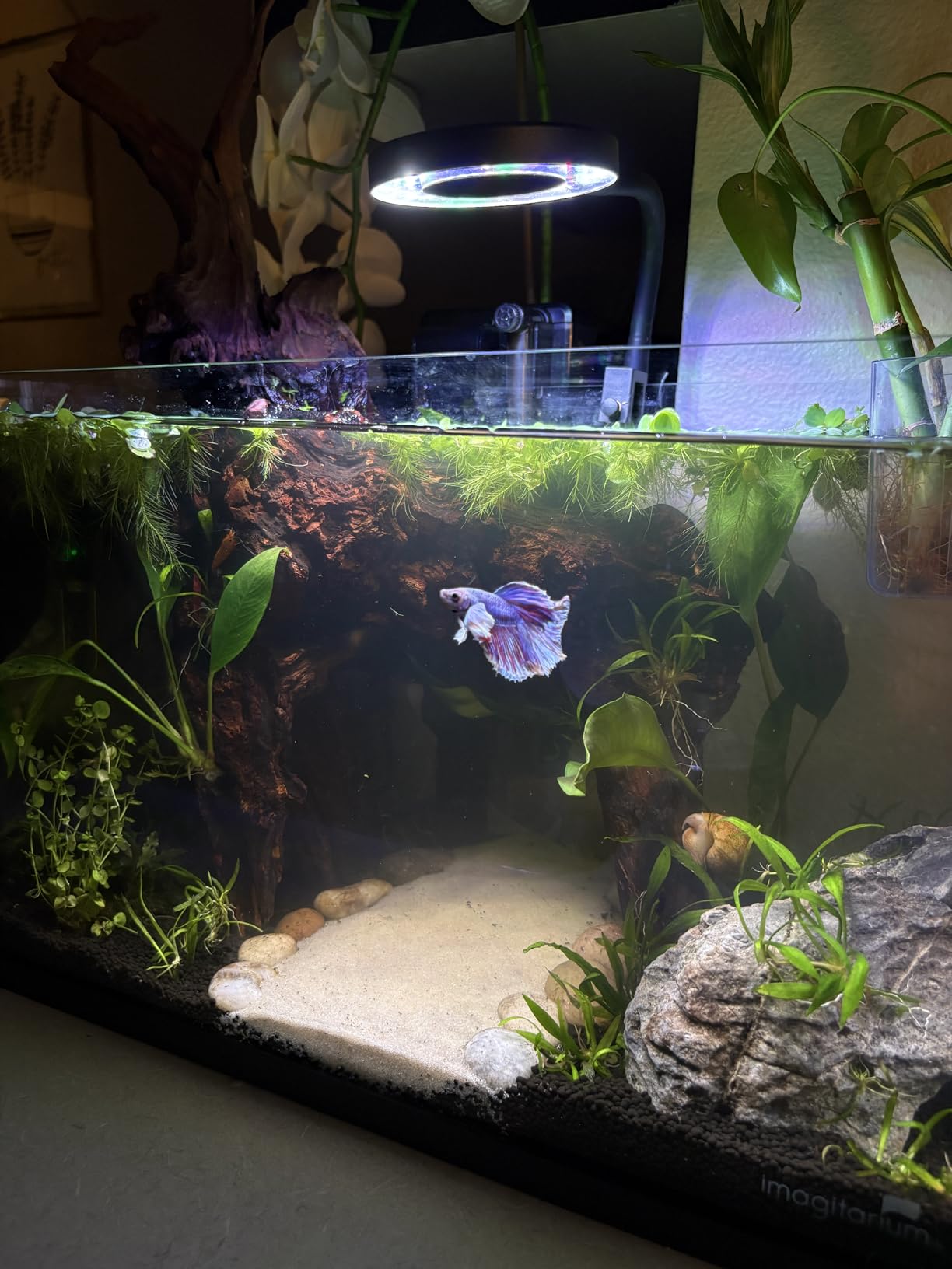 Pawfly 50 W Saltwater Aquarium Light for SPS & LPS Corals, Clip-On Dimmable LED Reef Light with Adjustable Brightness, Day/Night Modes, Timer, Blue RGB Violet UV Lighting for 1-40 Gallon Fish Tank customer photo 2