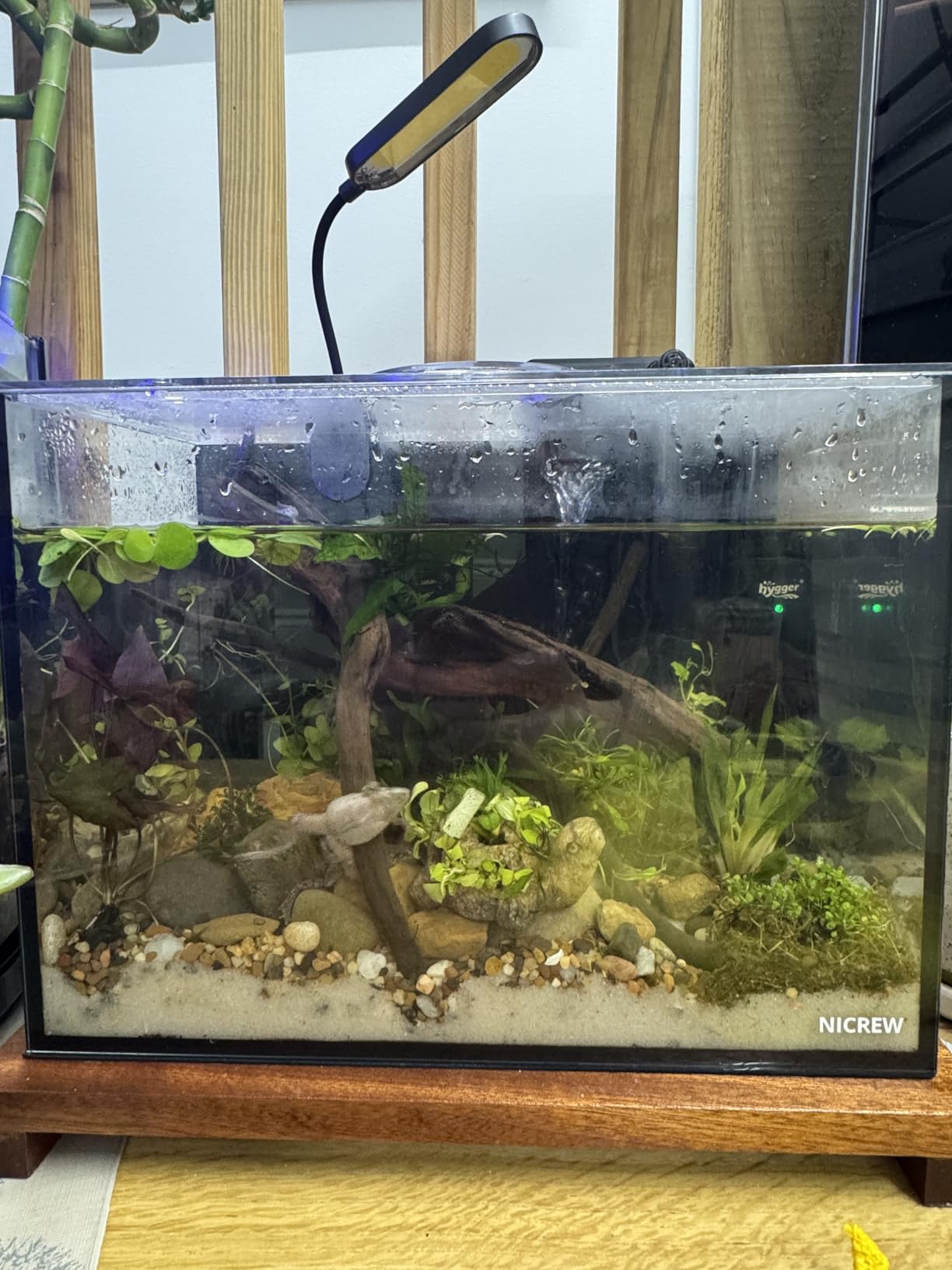 NICREW 2.5 Gallon Nano Nature Aquarium Kit, Ultra-Clear Rimless Desktop Fish Tank with Light, Filter, Gravel and Rock, Perfect for Small Fish, Shrimp, or Betta, Complete Version, Black customer photo 1