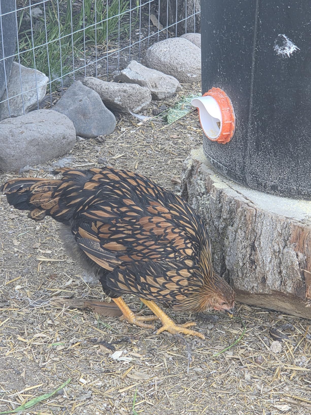 ZenxyHoC DIY Chicken Feeders No Waste, 6 Ports Poultry Feeder with Hole Saw for Buckets Troughs Orange customer photo 2