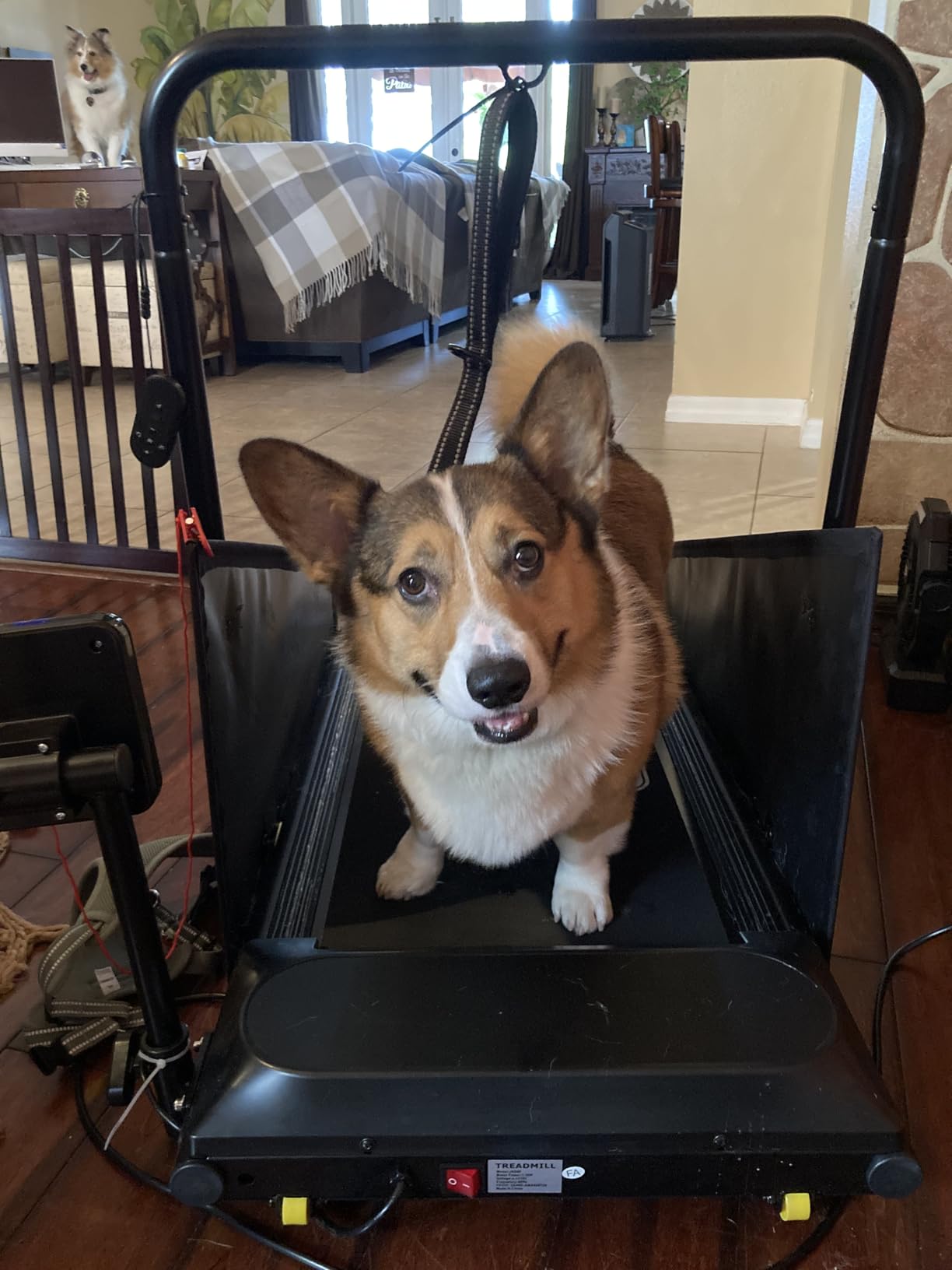 CIIHI Dog Treadmill for Medium Small Dogs - 265lbs Weight Capacity Pet Running Machine with 360° Rotatable Display - 2 in 1 Treadmill for Pet Fitness with Move Wheels and Remote Control customer photo 1