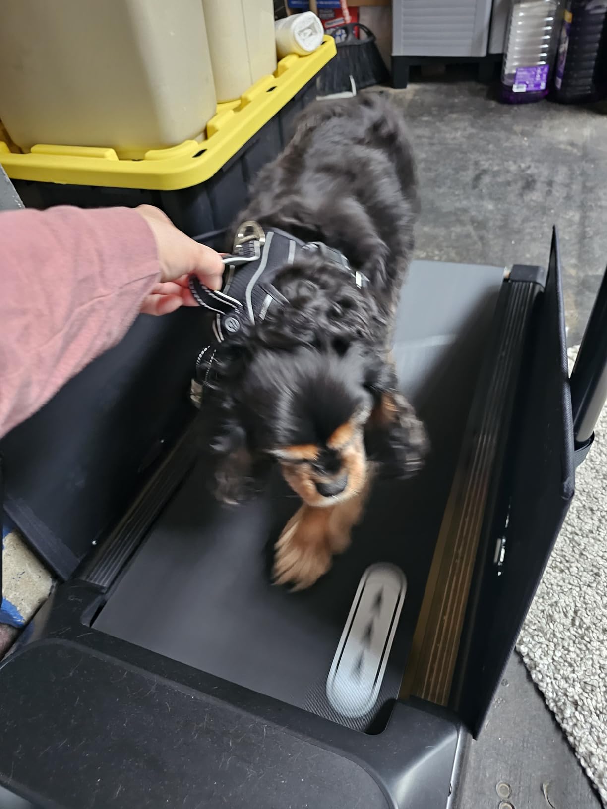 CIIHI Dog Treadmill for Medium Small Dogs - 265lbs Weight Capacity Pet Running Machine with 360° Rotatable Display - 2 in 1 Treadmill for Pet Fitness with Move Wheels and Remote Control customer photo 2