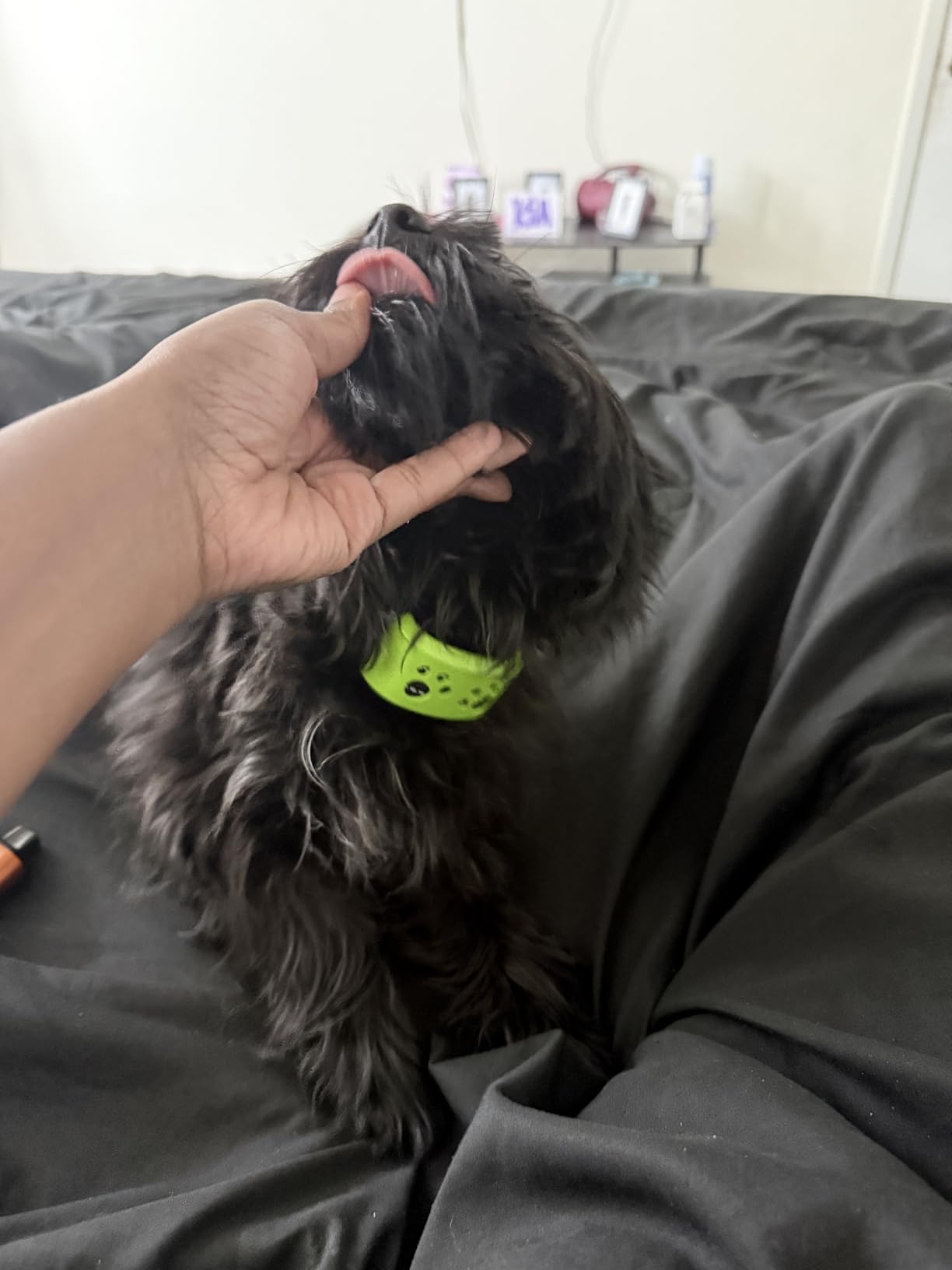 Dog Bark Collar, Svtrat Smart Bark Collar for Small Medium Large Dogs Anti Bark Collars with 4 Training Modes and 7 Level Sensitivity, Barking Collar customer photo 1