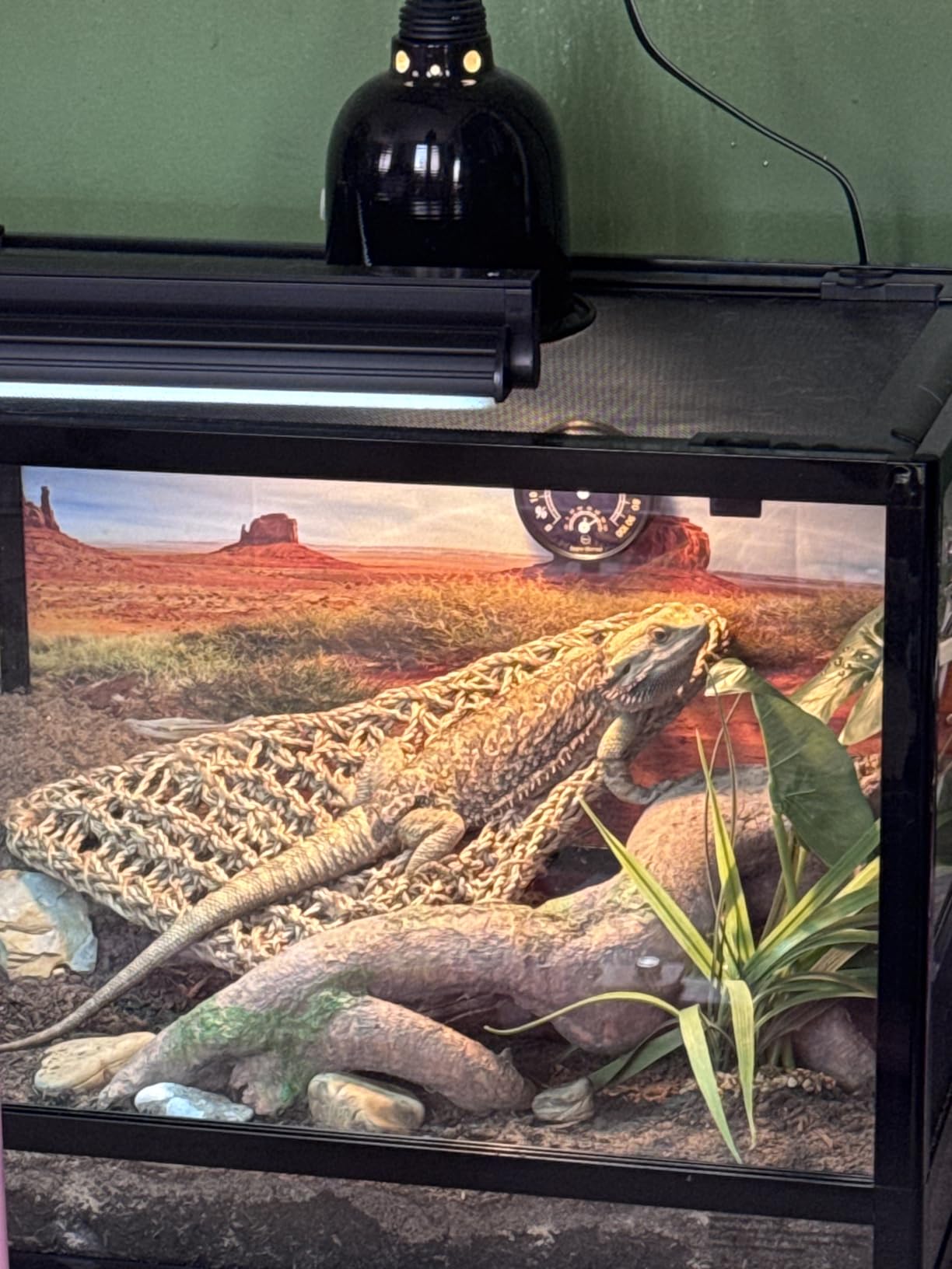 T5 UVB Reptile Light Fixture HO UVB Bulb Lighting Combo Kit, 10.0 UVB Light for Reptiles Terrarium Hood with 8W Reptile Light Bar UVA UVB Desert Lamp for Bearded Dragon Turtle Tank, 12 Inch customer photo 2