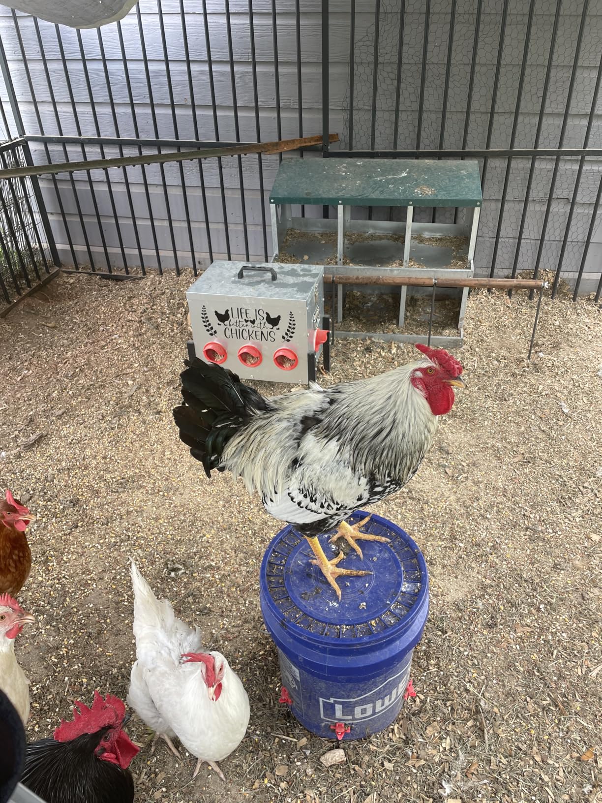 TGEYD 50LB Large Automatic Chicken Feeder - 8 Feeding Ports, No-Waste Poultry Feeder, with Adjustable Legs & Locking Lid customer photo 2