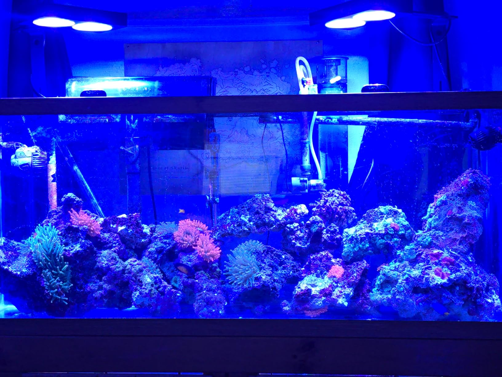 NICREW NavaReef 65 Reef LED Light, 65W Reef Aquarium Lighting for Soft/LPS Corals and Saltwater Fish Tanks, Built-in Timer, Blue Focused Spectrum customer photo 2