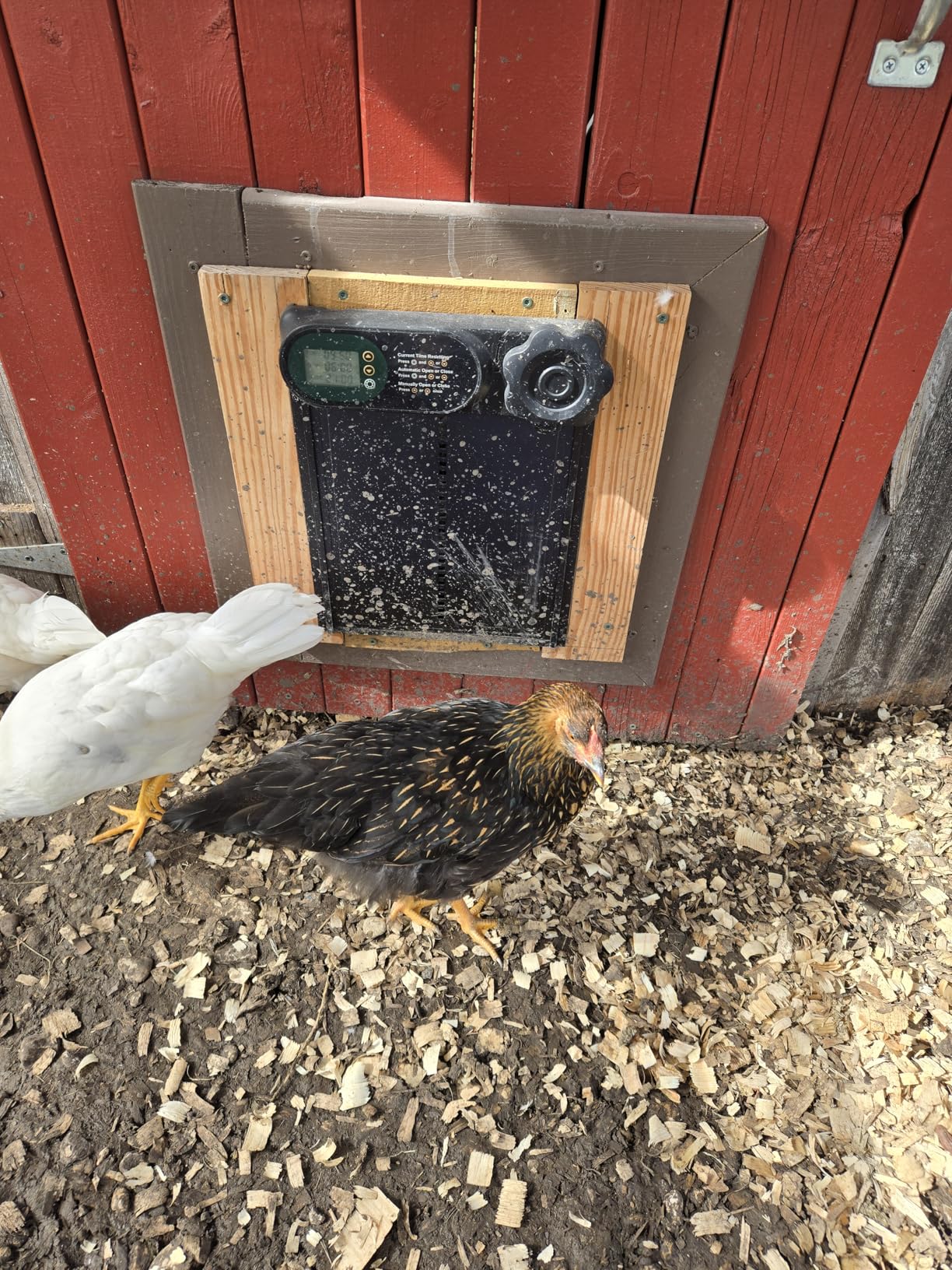 Automatic Chicken Coop Door Battery Powered, LCD Display Large Aluminum Auto Chicken Coop Opener with Anti-Pinch Sensor, Smart Timer & Waterproof for Hens, Ducks, Geese Poultry customer photo 1