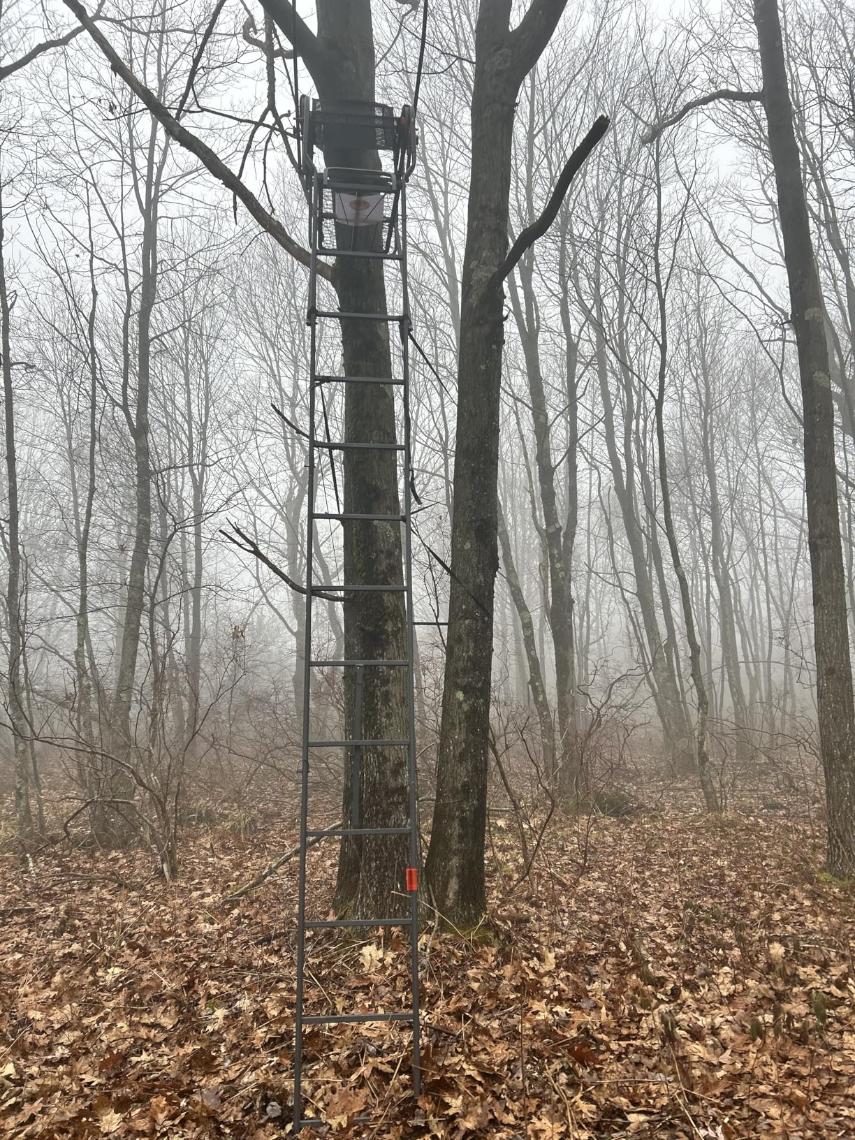 Guide Gear 15.5' Ladder Tree Stand for Hunting with Mesh Seat, Hunting Gear, Equipment, and Accessories customer photo 2