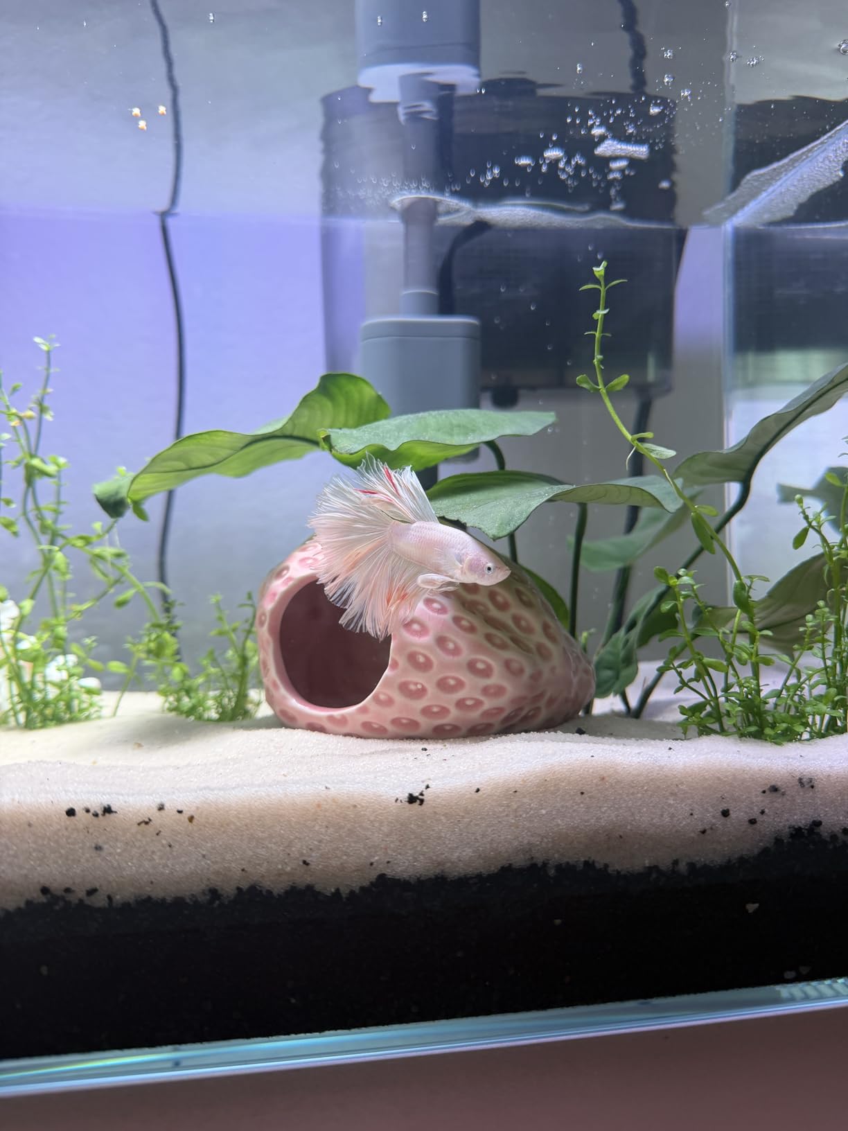 Vimvins 10 Gallon Glass Small Fish Tank with Filter Light and Lid, Aquarium Starter Kit customer photo 2