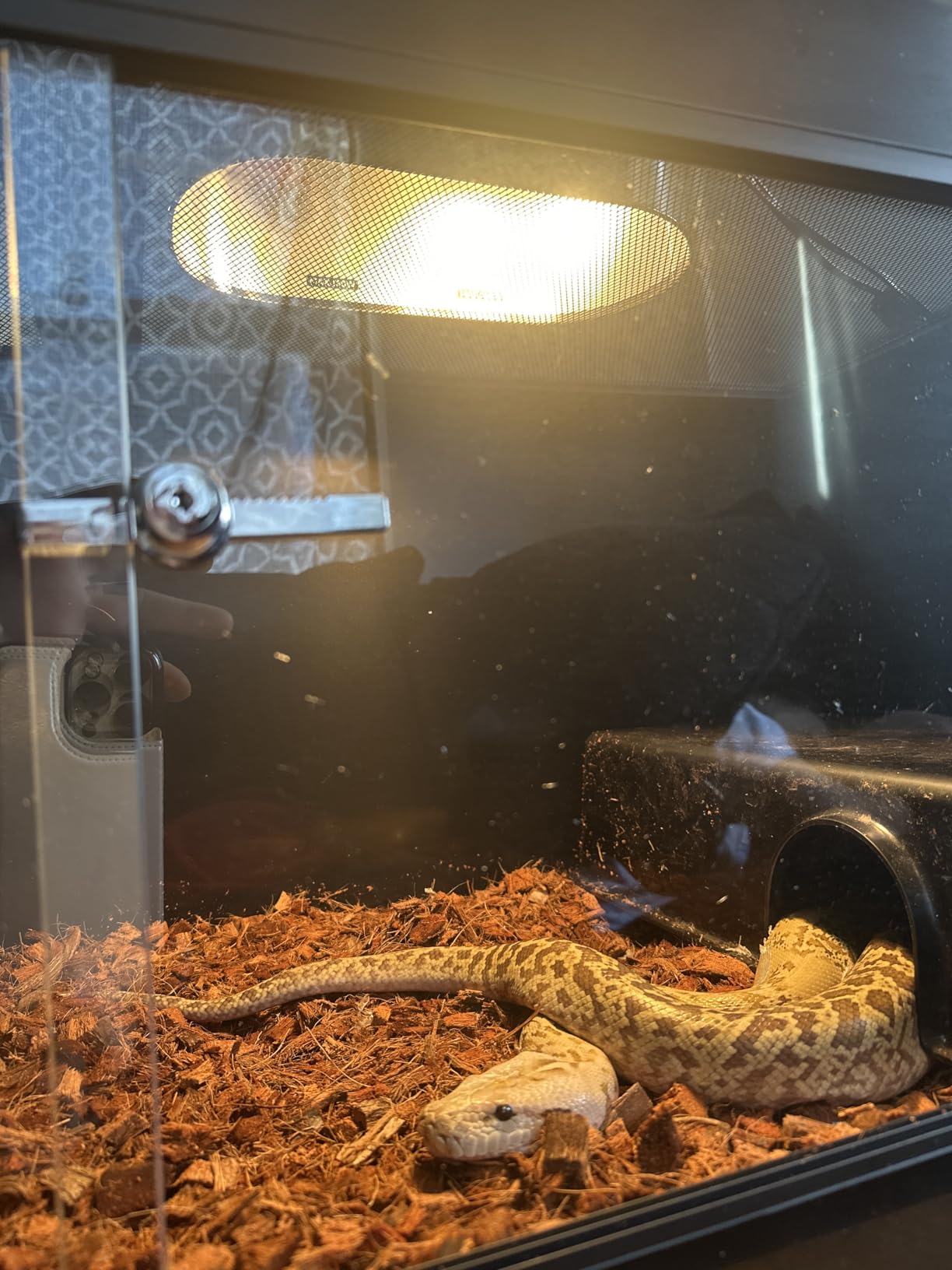 Dual Reptile Light Fixture with 100W Daytime Heat Bulb & 100W Nighttime Ceramic Heat Emitter, 2 Independent Switches, Reptile Heat Lamp Combo Pack - No UVB customer photo 1