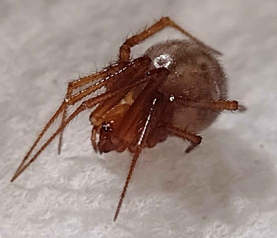 APEXEL 100Ultra Macro Lens - Enhanced Version Smartphone Lens for iPhone, Samsung, Pixel | Professional Macro Photography customer photo 2