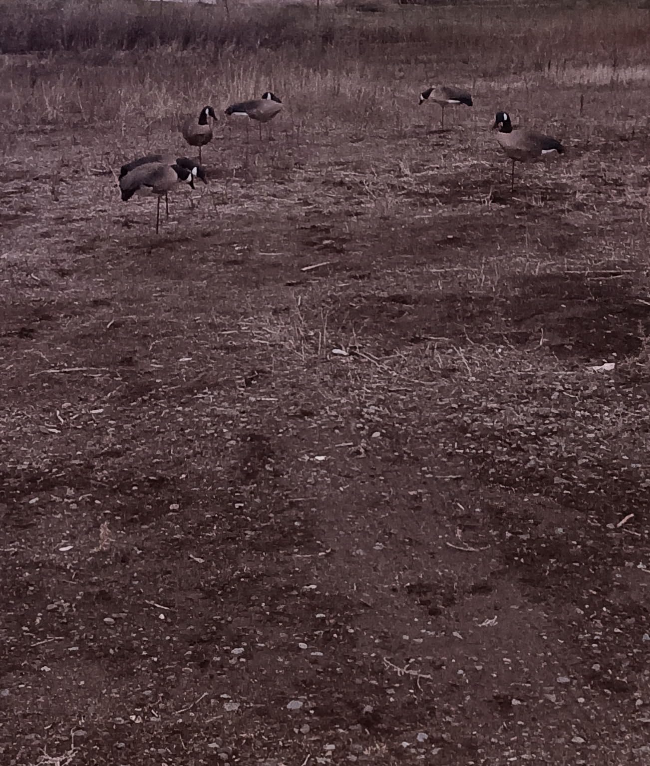 Heerweiyi Goose Decoys Pack of 6, Popular New Material EVA Collapsible Plastic Goose Hunting Decoys, Easy to Carry and Use, Cost Effective customer photo 2