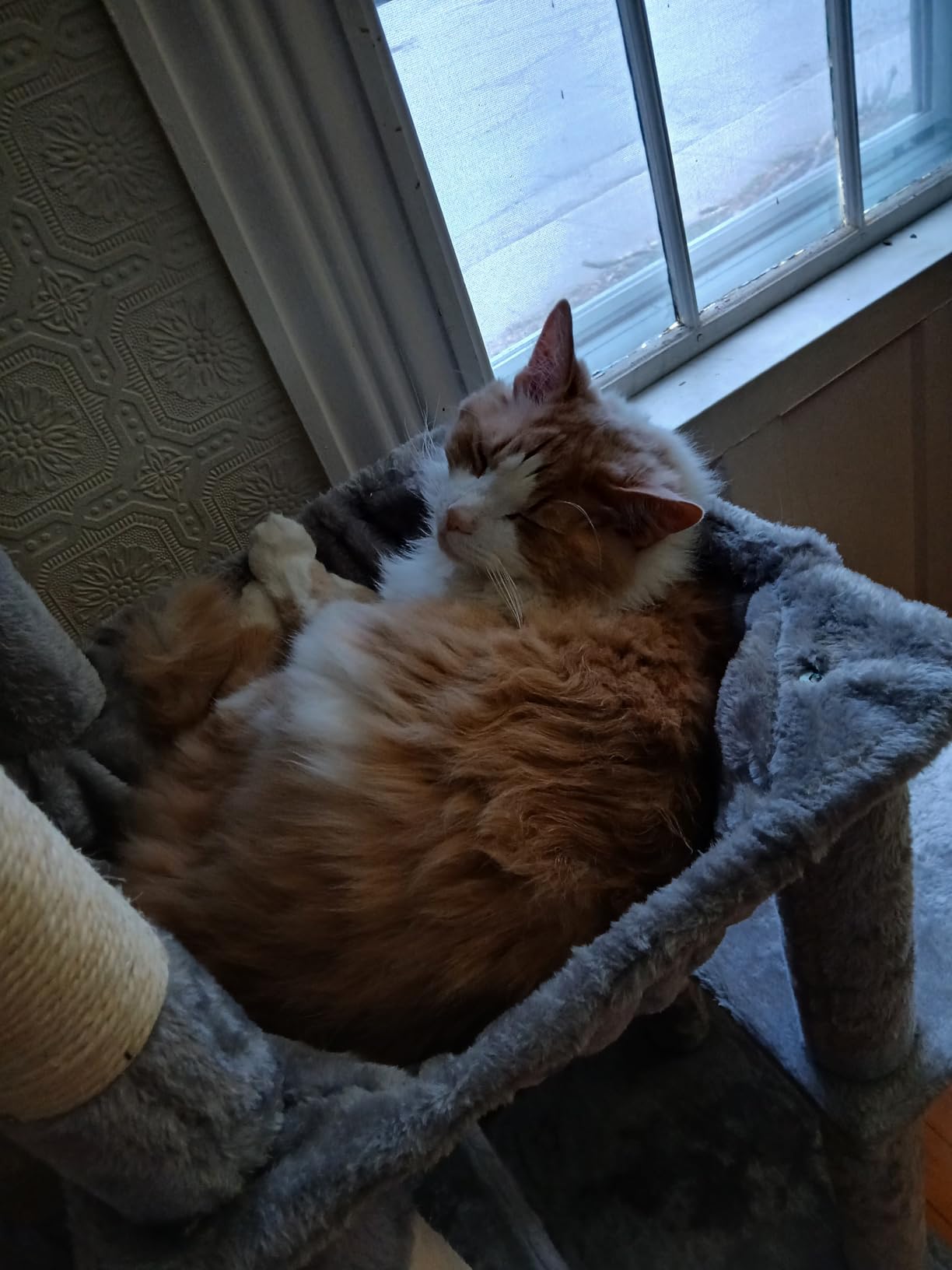 Heybly Heavy Duty Cat Tree, Tower for Indoor Cats Large Adult, Tall Cat Condo House with Extra-Large Baseboard, Multi-Level Plush Furniture with Scratching Posts, Hammock,Toy Balls,Light Gray HCT026W customer photo 1