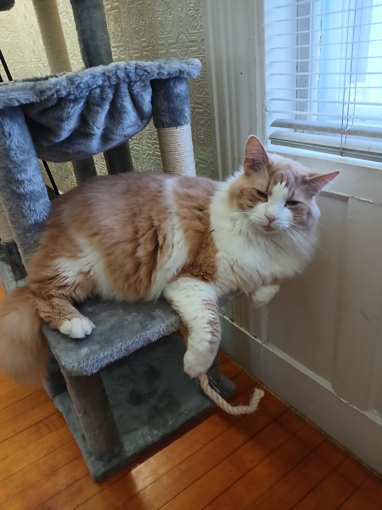 Heybly Heavy Duty Cat Tree, Tower for Indoor Cats Large Adult, Tall Cat Condo House with Extra-Large Baseboard, Multi-Level Plush Furniture with Scratching Posts, Hammock,Toy Balls,Light Gray HCT026W customer photo 2