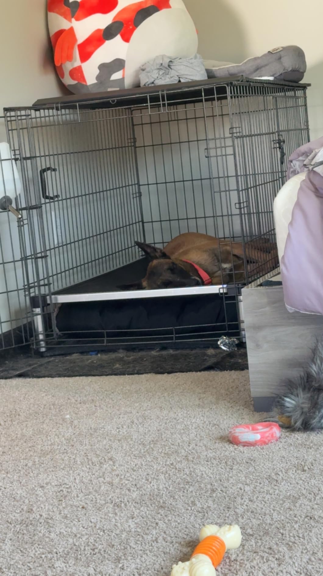 K9 Ballistics Chew Proof Elevated Cooling Dog Bed - Made for Aggressive Chewers, Virtually Indestructible, Ripstop Fabric with No Padding, Pre-Assembled - Large, Ripstop Obsidian Black customer photo 1