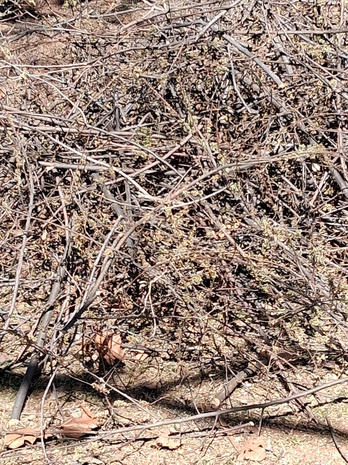 Saker Electric Wood Chipper Shredder 15-Amp Corded 1.8inch Cutting with Collection Bag Double-Sided Blade for Cutting Branches, Clippings, Yard Debris SK-TC110A customer photo 2
