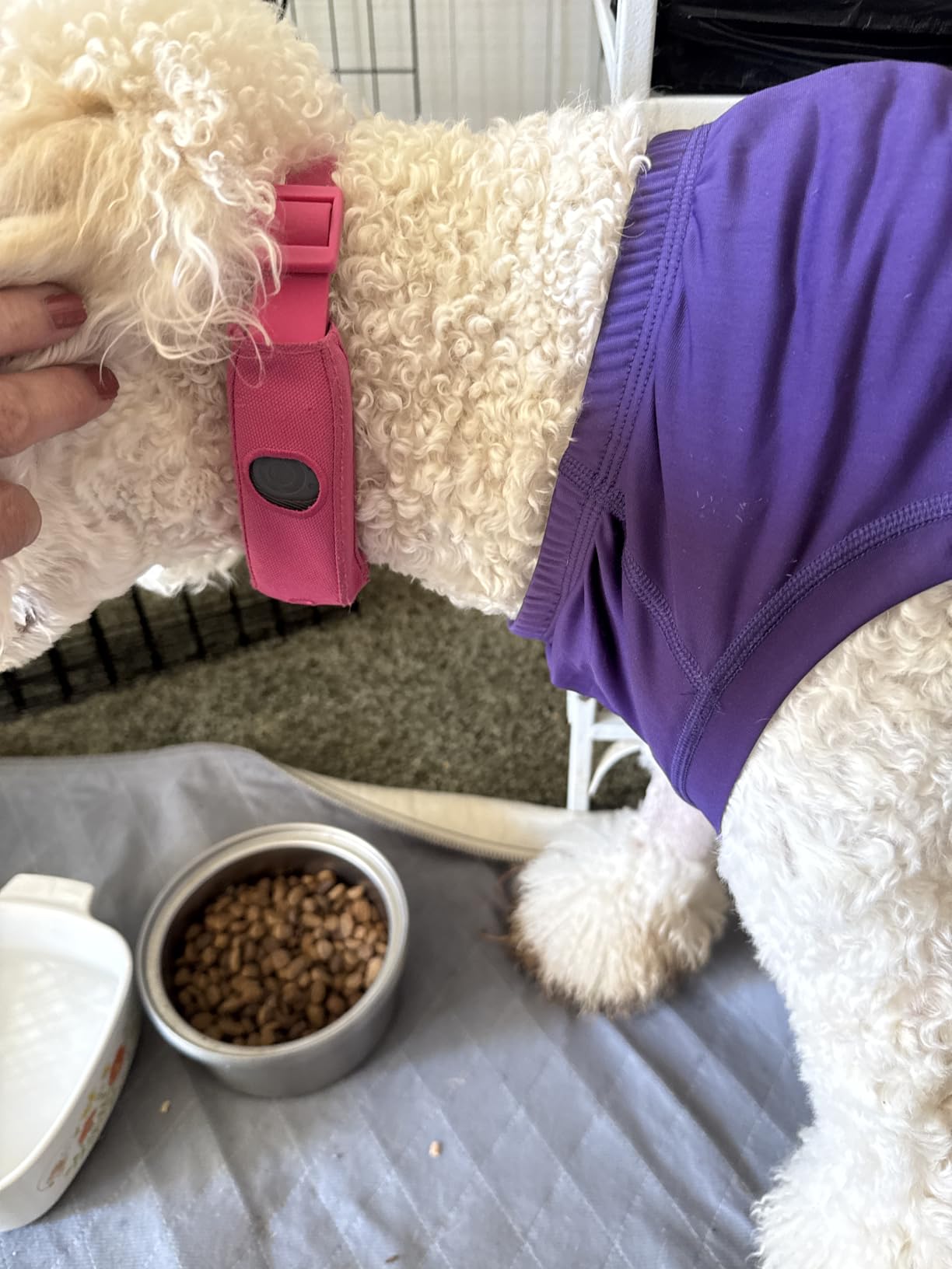 Halo Collar 5 Wireless Dog Fence & GPS Dog Collar, Keep Your Dog Safely Contained Outdoors with App-Controlled Boundaries and Real-Time Tracking, One Size, Midnight customer photo 1