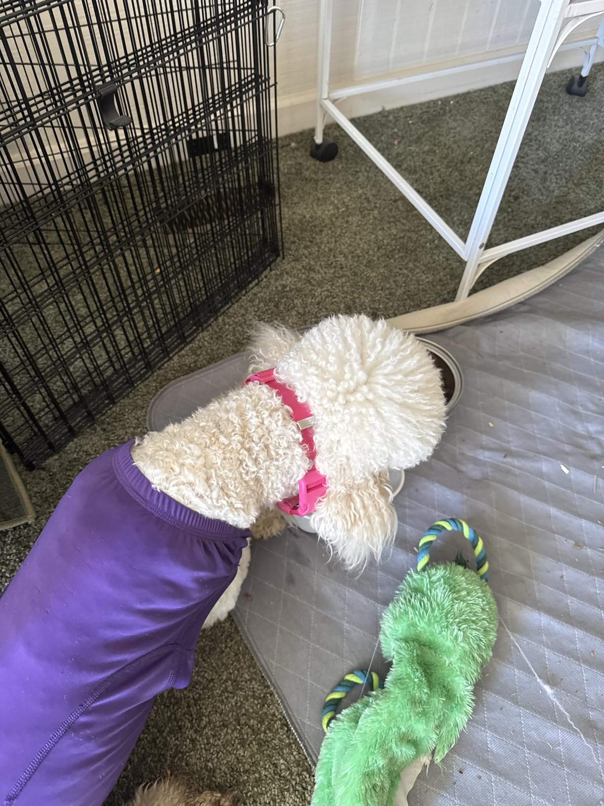 Halo Collar 5 Wireless Dog Fence & GPS Dog Collar, Keep Your Dog Safely Contained Outdoors with App-Controlled Boundaries and Real-Time Tracking, One Size, Midnight customer photo 2