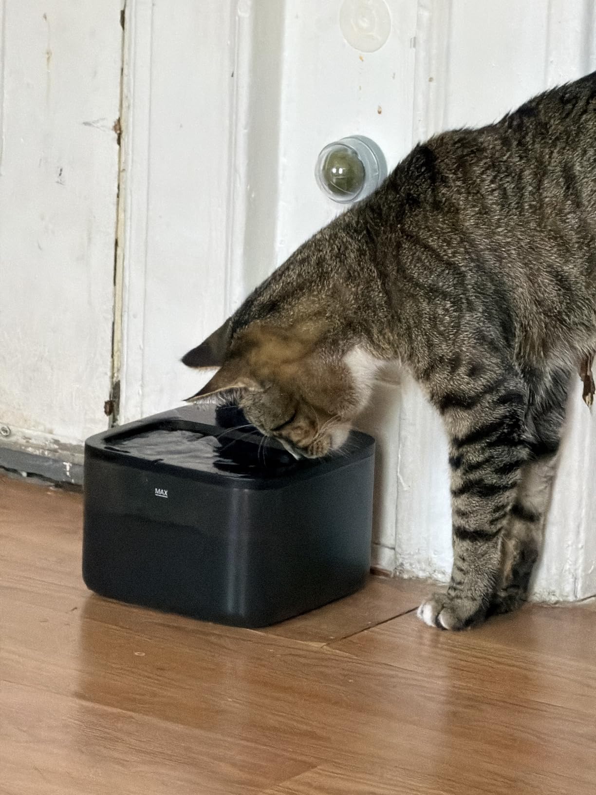 oneisall Wireless Cat Water Fountain: 74oz/2.2L Cordless Pet Water Fountains, 4000mAh Battery Operated Ultra-Quiet Integrated SilentFlow Pump for Cats Indoor, Automatic Cat Water Dispenser, BPA-Free customer photo 1