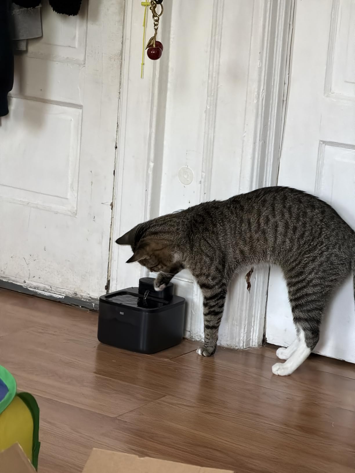 oneisall Wireless Cat Water Fountain: 74oz/2.2L Cordless Pet Water Fountains, 4000mAh Battery Operated Ultra-Quiet Integrated SilentFlow Pump for Cats Indoor, Automatic Cat Water Dispenser, BPA-Free customer photo 2