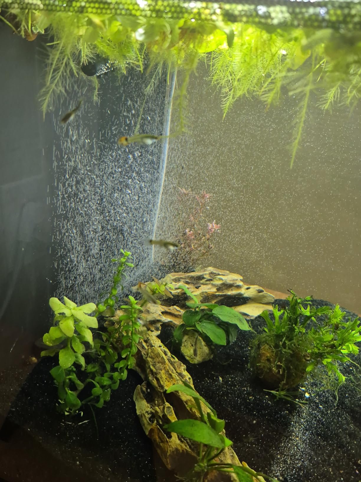 Fluval Flex 2.0 Aquarium Kit - 15 Gallon Glass Fish Tank with RGB+W LED Lighting, Remote Control, Integrated 3-Stage Filtration and Adjustable Water Flow customer photo 1