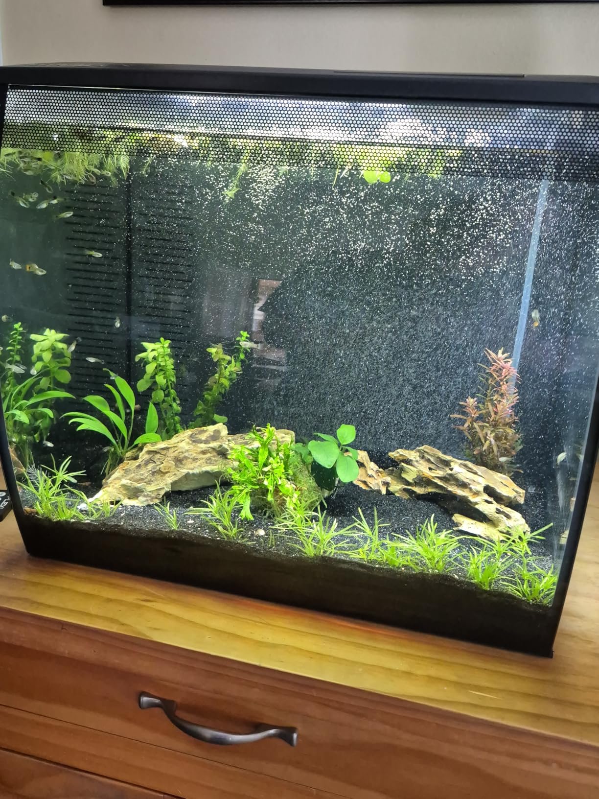 Fluval Flex 2.0 Aquarium Kit - 15 Gallon Glass Fish Tank with RGB+W LED Lighting, Remote Control, Integrated 3-Stage Filtration and Adjustable Water Flow customer photo 2
