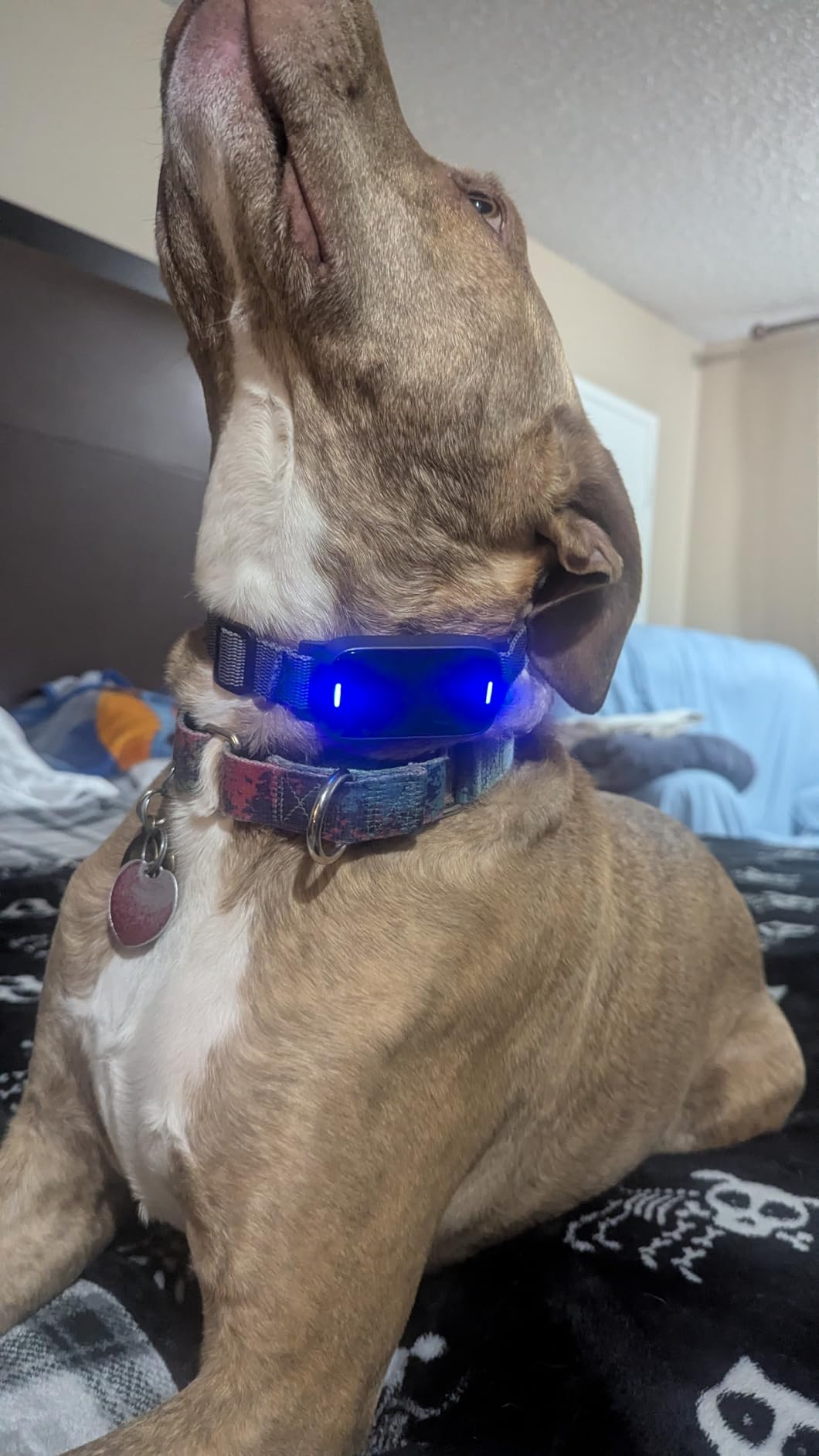 Ultrasonic Bark Collar for Large Medium Small Dogs, Humane No Bark Collar with Beep & Vibration, Smart Barking Collar with 7 Adjustable Sensitivity Levels, Rechargeable Bark Collar for Dogs,Waterproof customer photo 1