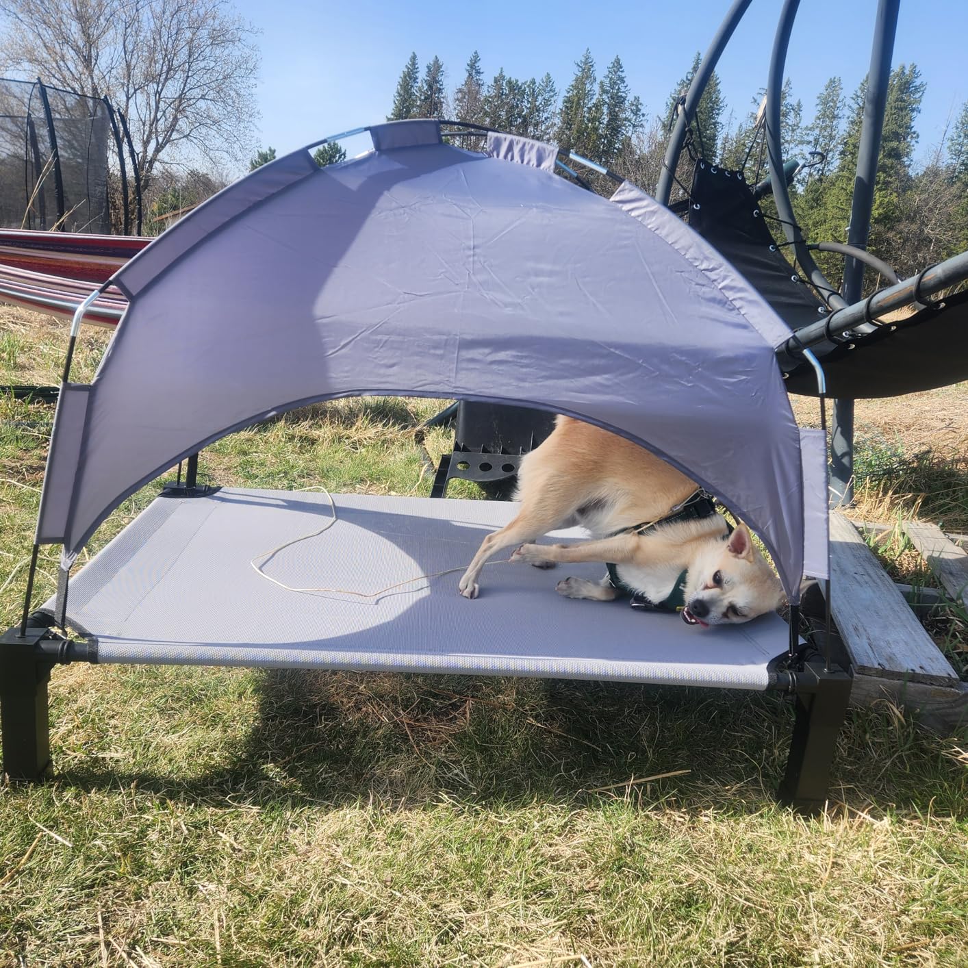Heeyoo Elevated Dog Bed with Removable Canopy, Portable Dog Cot with Sun Protection Shade Tent, 42in customer photo 2