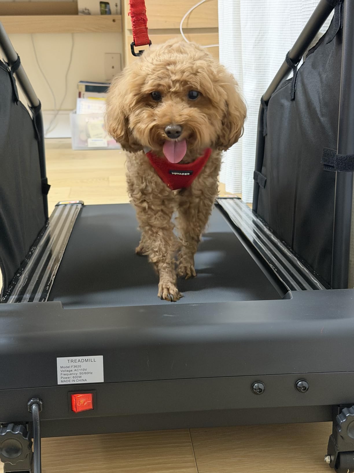 GYMAX Dog Treadmills for Small/Medium Dogs - Pet Runner with Remote, Display Monitor, Adjustable Incline, Preset Program & Wheels, 3 in 1 Dog Running Machine Walking Pad for Indoor Exercise customer photo 1