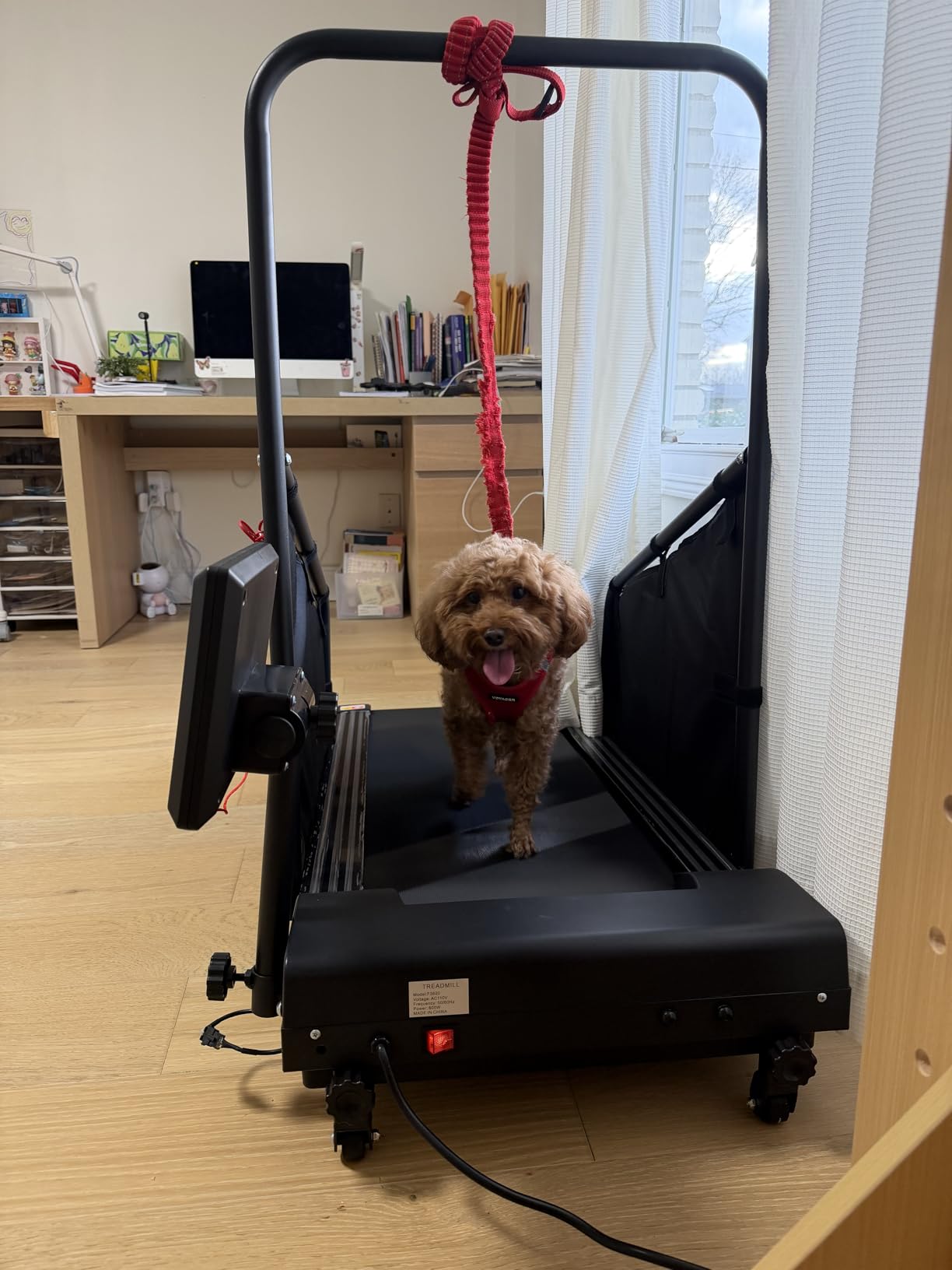 GYMAX Dog Treadmills for Small/Medium Dogs - Pet Runner with Remote, Display Monitor, Adjustable Incline, Preset Program & Wheels, 3 in 1 Dog Running Machine Walking Pad for Indoor Exercise customer photo 2