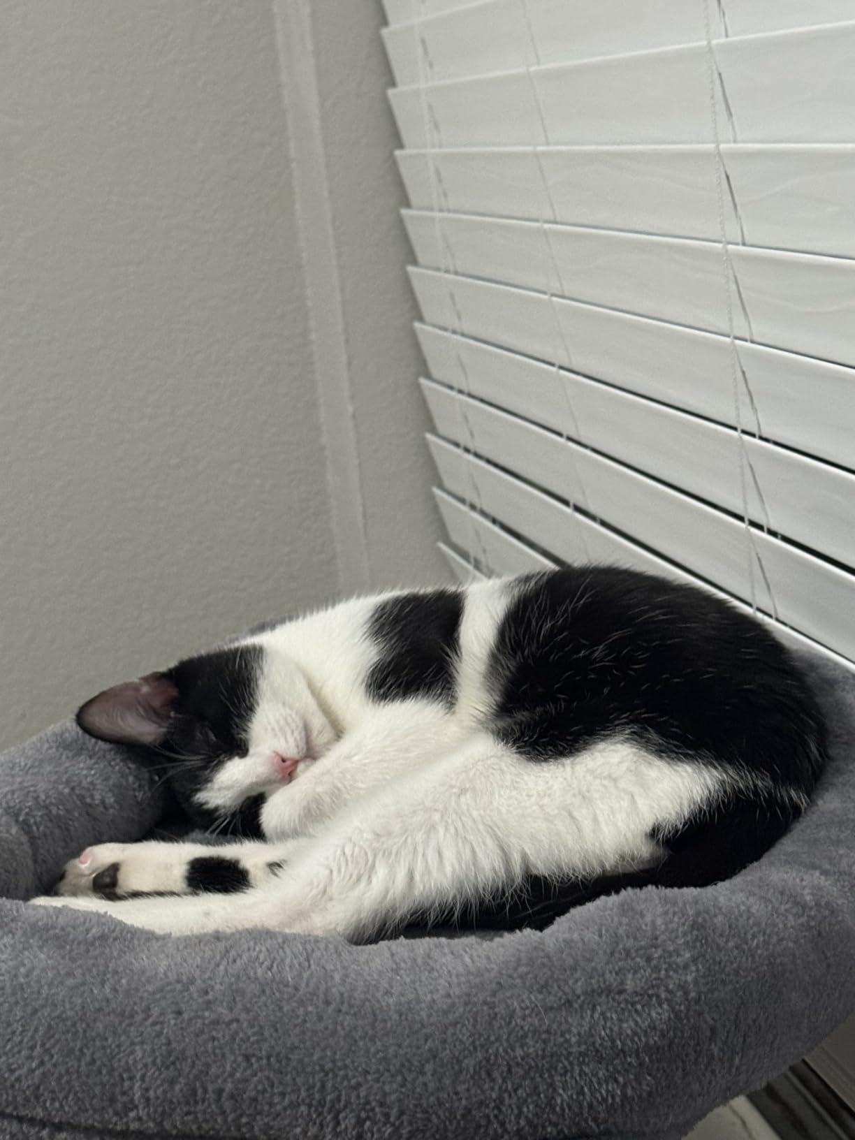 Purina ONE High Protein, Natural Dry Kitten Food, +Plus Healthy Kitten Formula - 7 lb. Bag customer photo 1