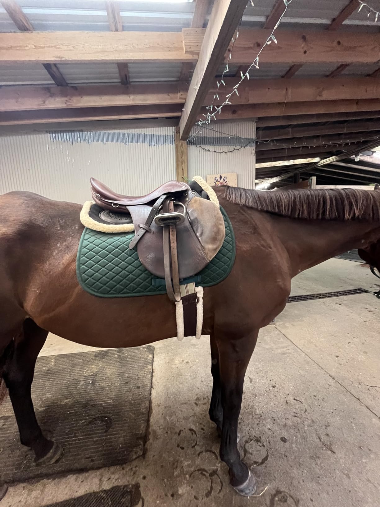 TuffRider Basic All Purpose Horse Riding Saddle Pad | Wither Relief Brushed Underside for Training and Competition customer photo 1