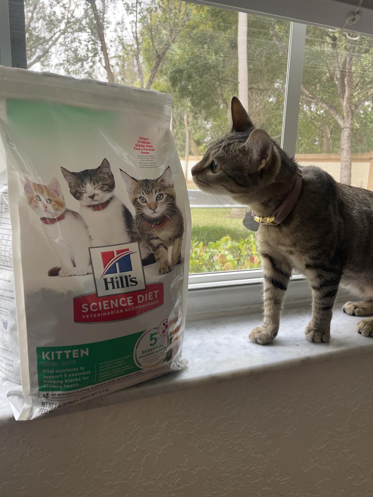 Hill's Science Diet Kitten Dry Cat Food, Chicken, 7 lb. Bag customer photo 1