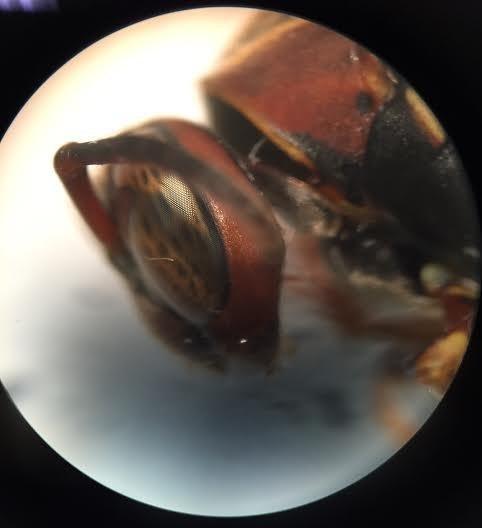AmScope SE305R-PZ Forward Binocular Stereo Microscope, WF10x and WF20x Eyepieces, 10X-60X Magnification, 1X and 3X Objectives, Upper and Lower Halogen Light Source, Pillar Stand customer photo 1