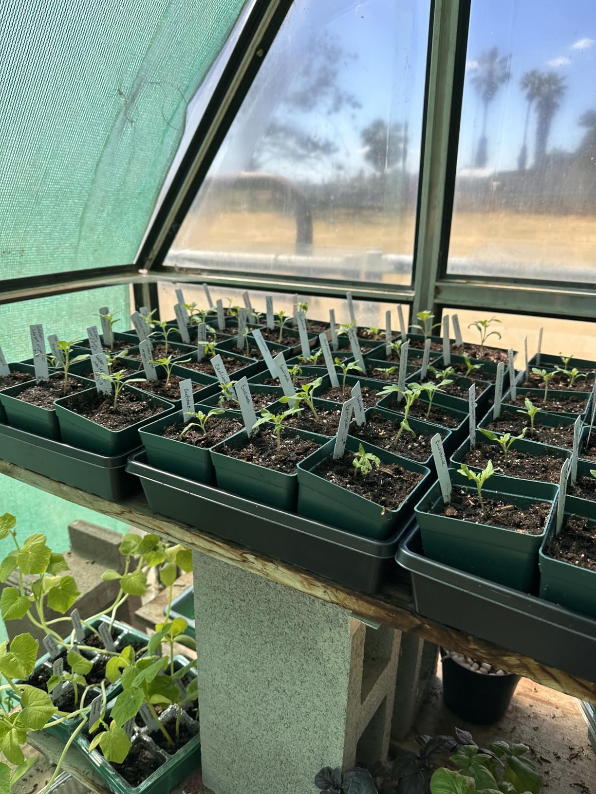 10 Plant Growing Trays (No Drain Holes) - 20
