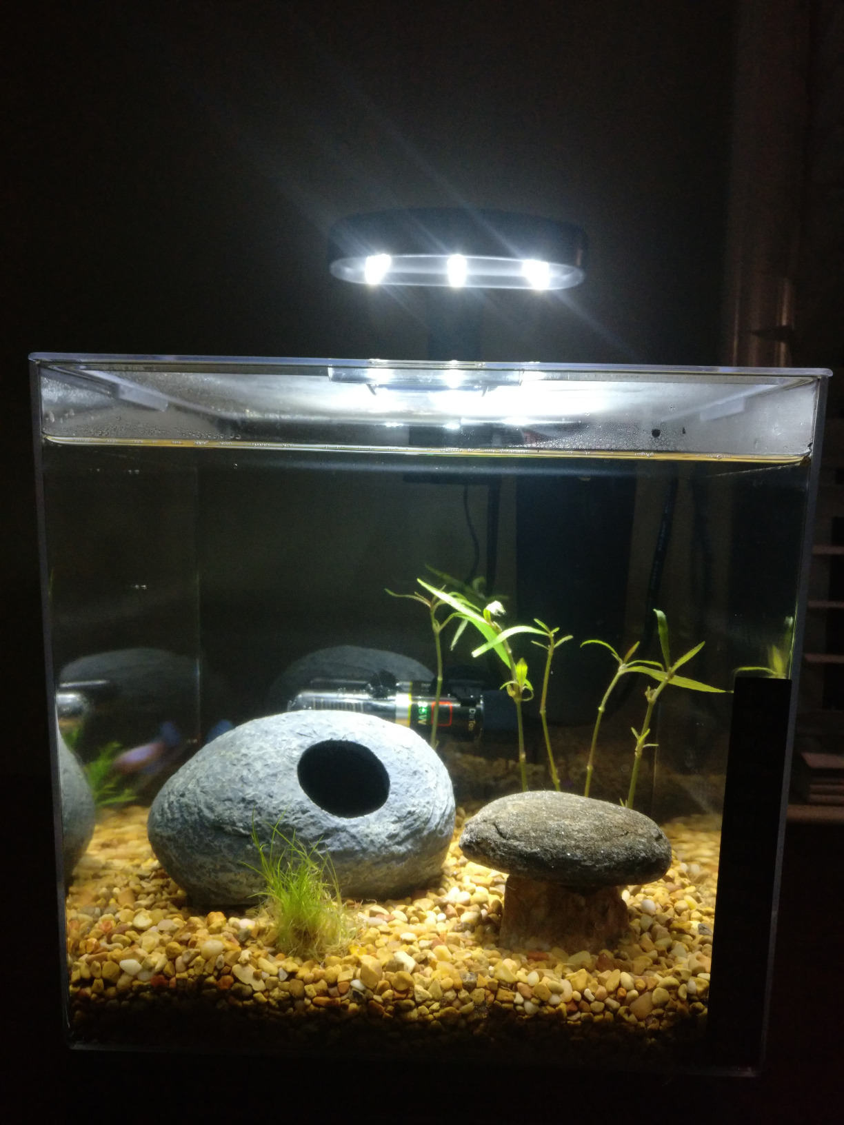 Tetra 3 Gallon Small Fish Tank, Aquarium Starter Kit, with Filter, Air pump, & Color Changing Light, Half Moon shape, for Gold Fish & Betta customer photo 2